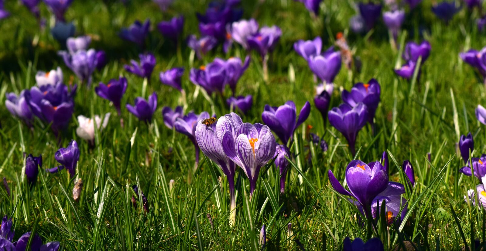 Nikon D3300 sample photo. Meadow, flower meadow, crocus photography