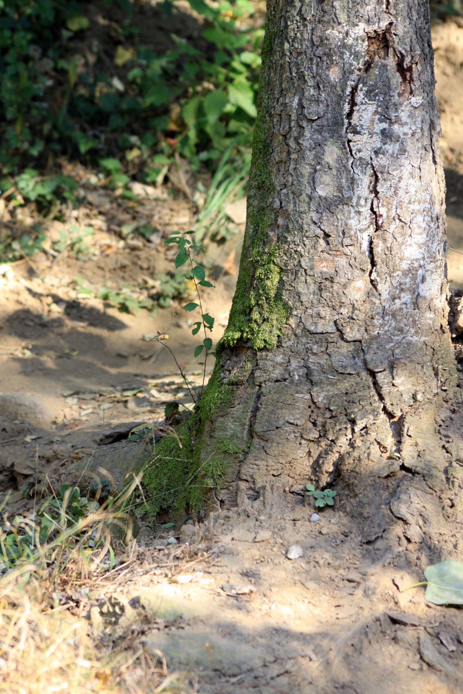 Canon EOS 50D sample photo. Wood, trails, hiking trail photography