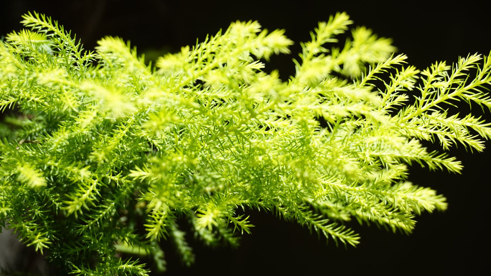 Sony Alpha a5000 (ILCE 5000) sample photo. Plant, macro, sunlight photography