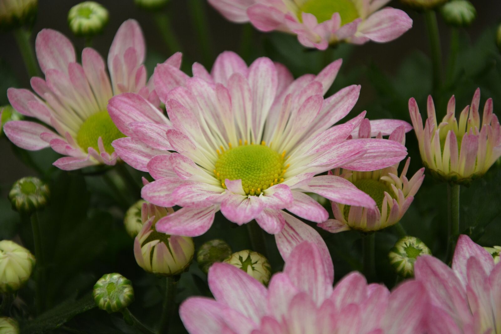 Nikon D5200 sample photo. Pink flowers, parterre, massif photography