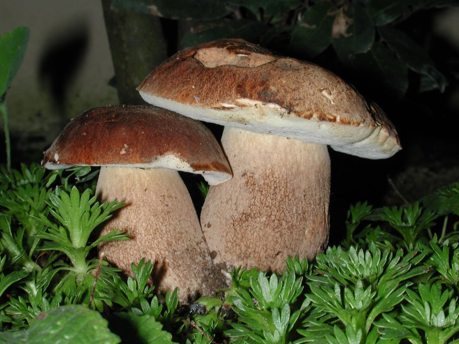 Nikon E990 sample photo. Brown mushroom, night, green photography