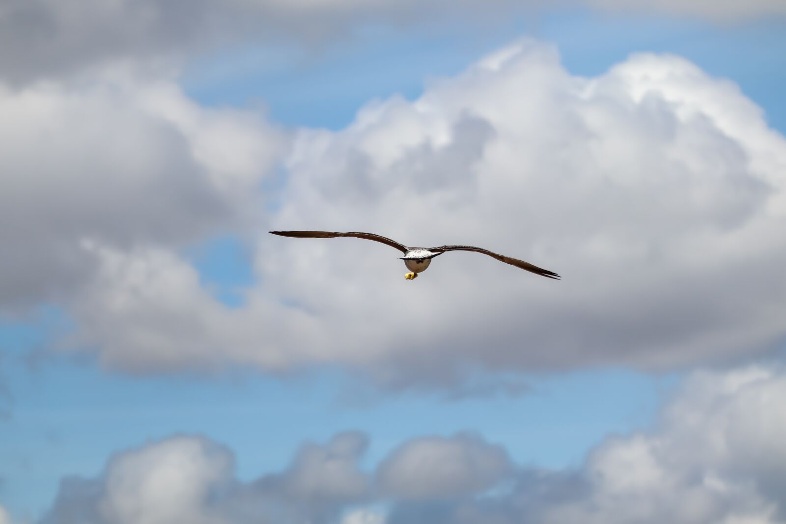 Canon EOS 200D (EOS Rebel SL2 / EOS Kiss X9) sample photo. Gull, bird, sky photography