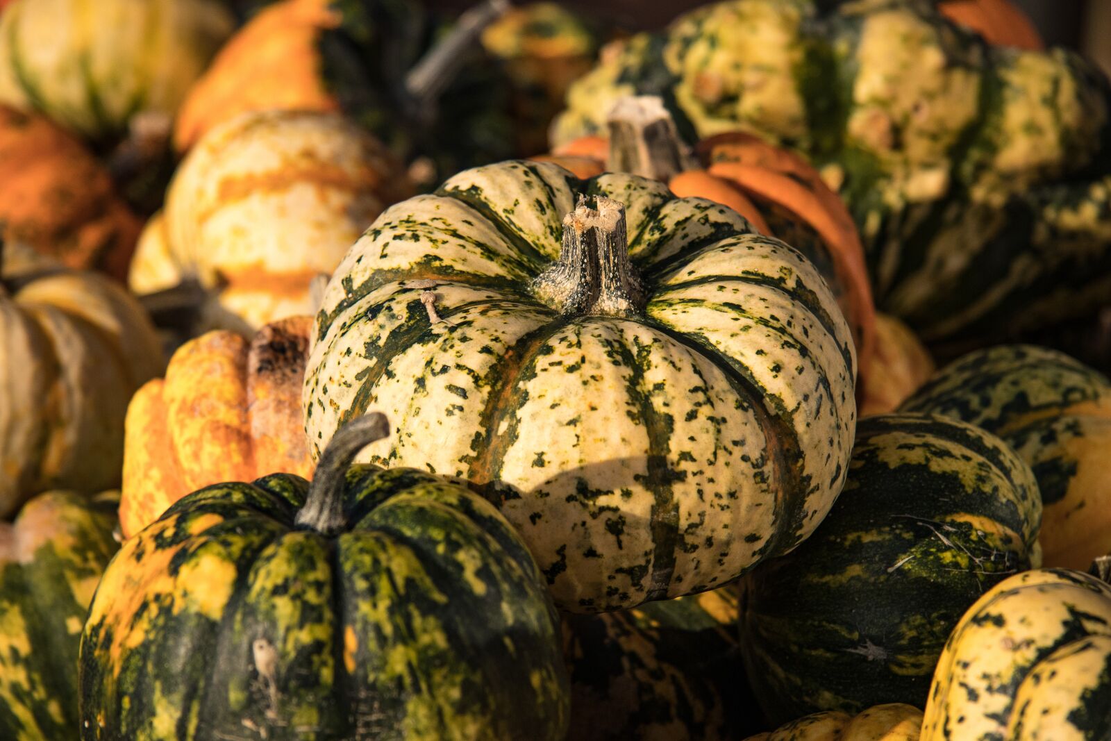 Canon EOS 80D sample photo. Pumpkin, autumn, pumpkins photography