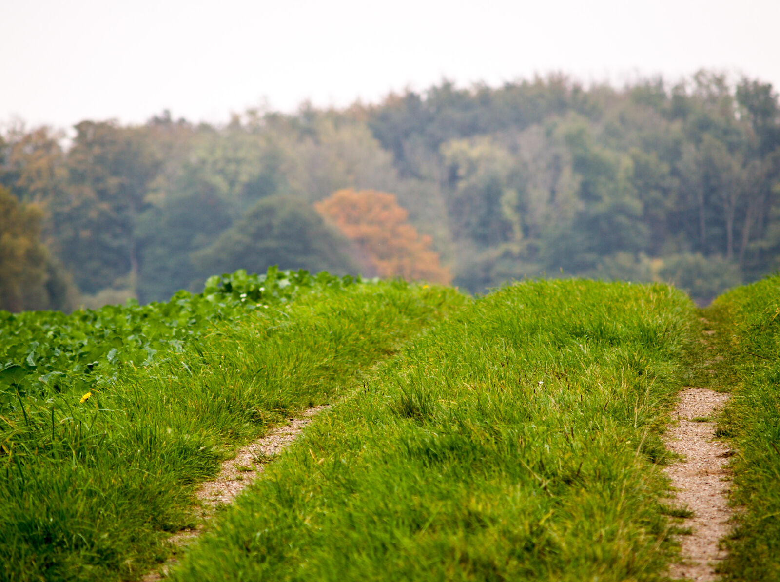 Olympus E-500 (EVOLT E-500) sample photo. Dirt, road photography