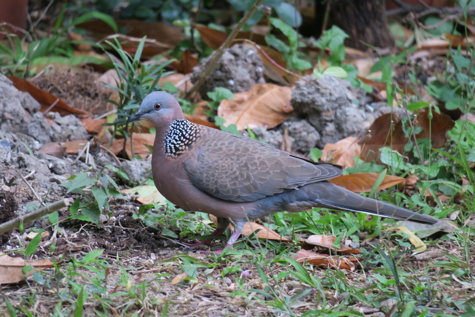 Canon PowerShot G3 X sample photo. Nature, bird, wildlife photography