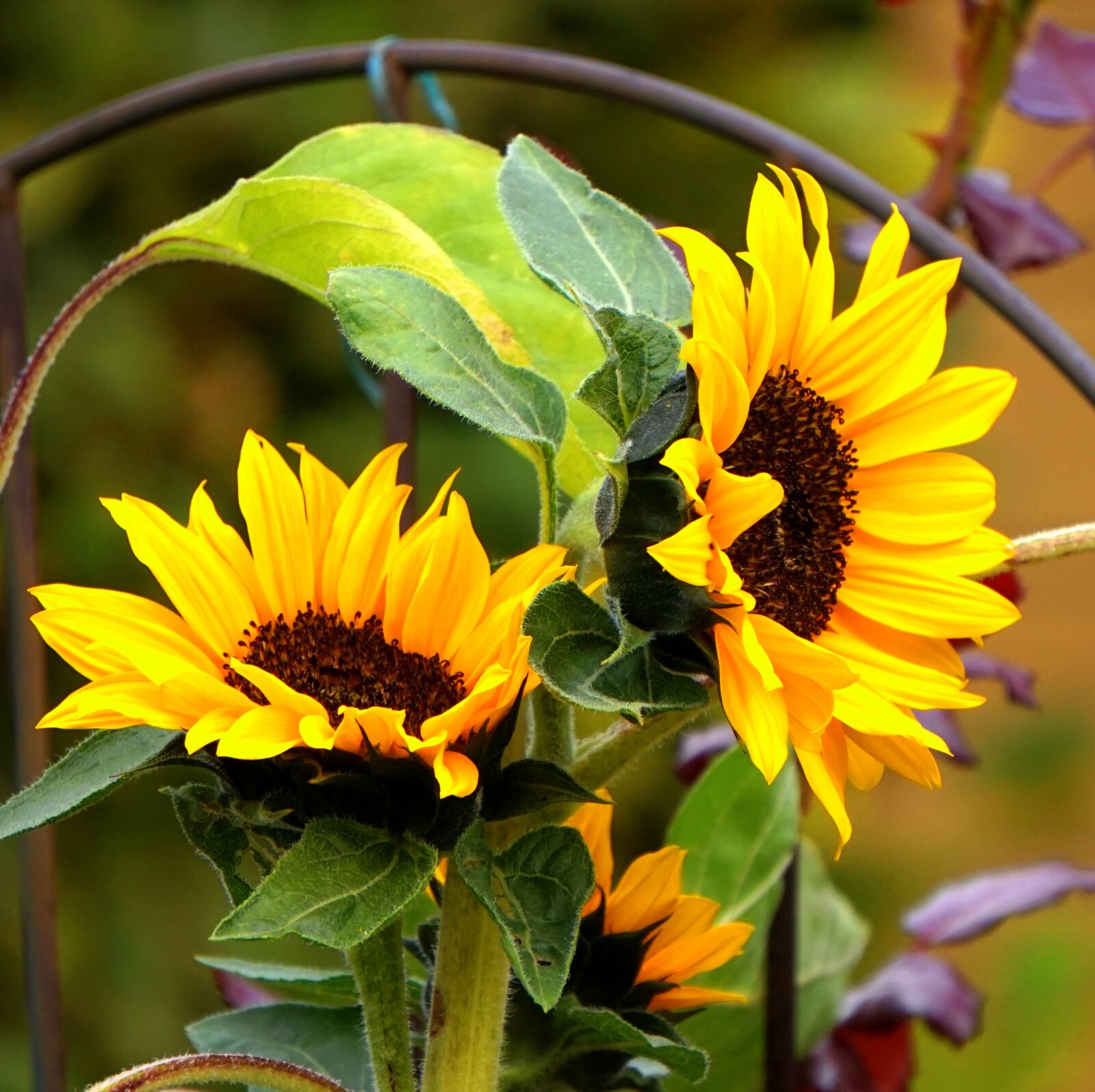 Sony Alpha a5000 (ILCE 5000) + Sony E 55-210mm F4.5-6.3 OSS sample photo. Sunflower, yellow, late summer photography