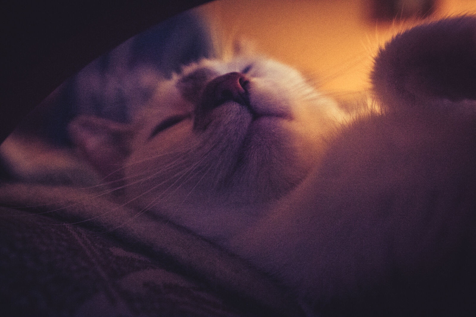 Canon EOS 70D sample photo. Cat, night, sleep photography