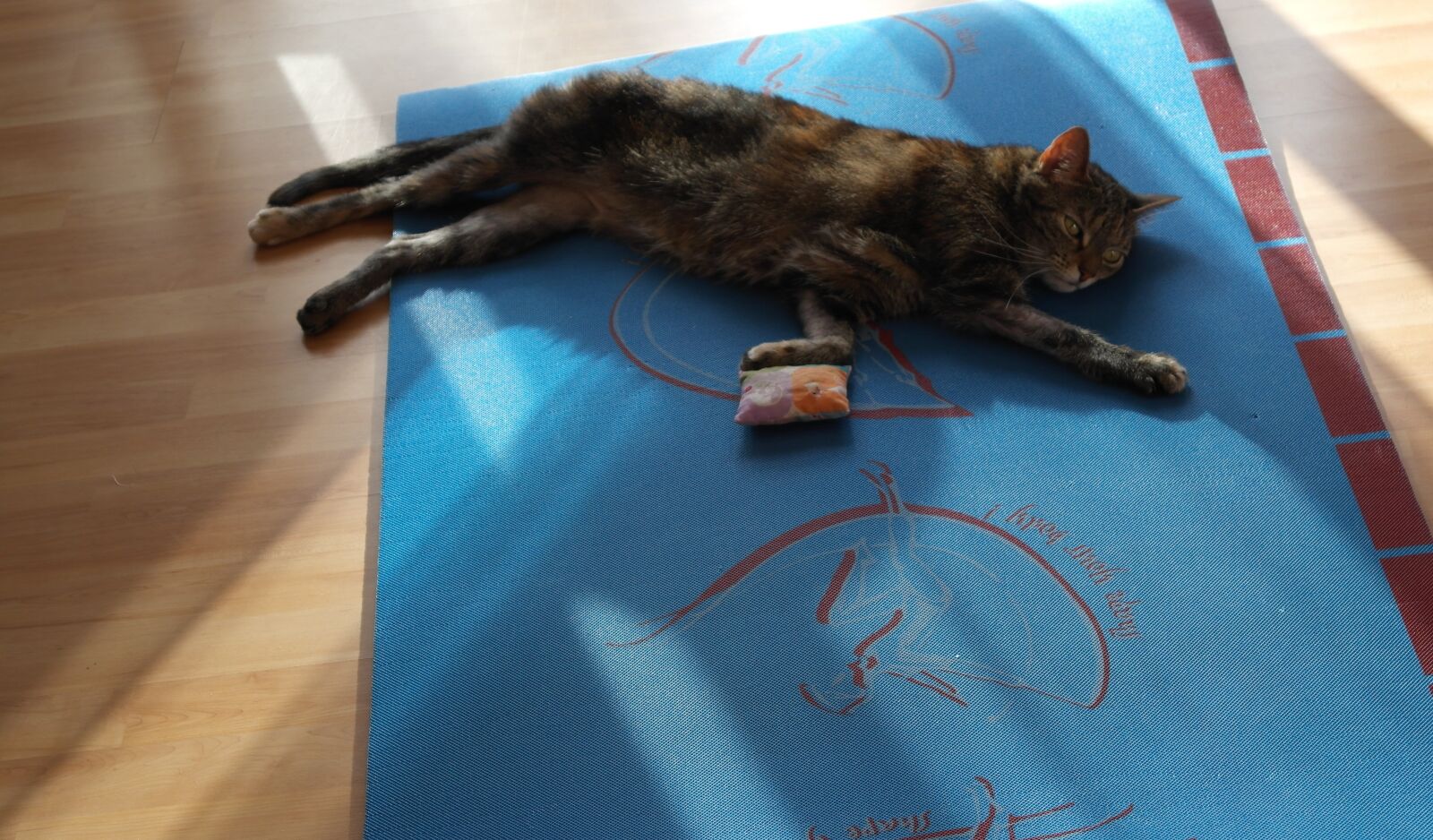 Samsung NX1000 sample photo. Cat, yoga, yoga cat photography