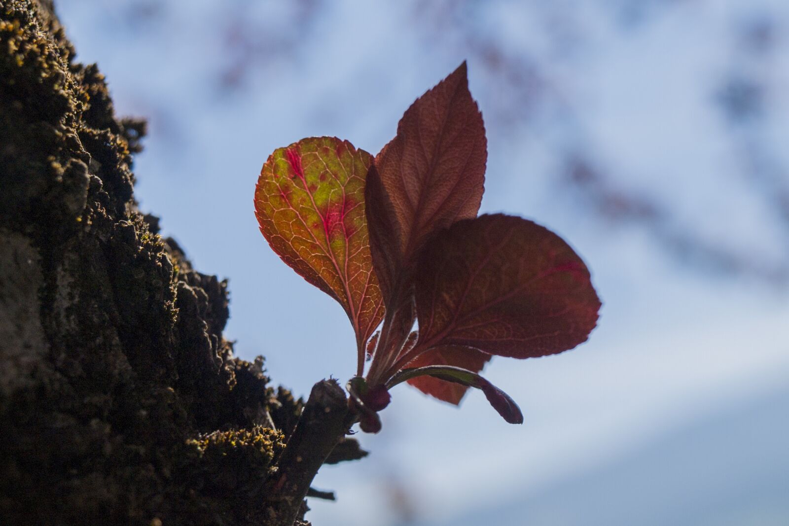 Olympus E-510 (EVOLT E-510) sample photo. Leaf, tree, green photography