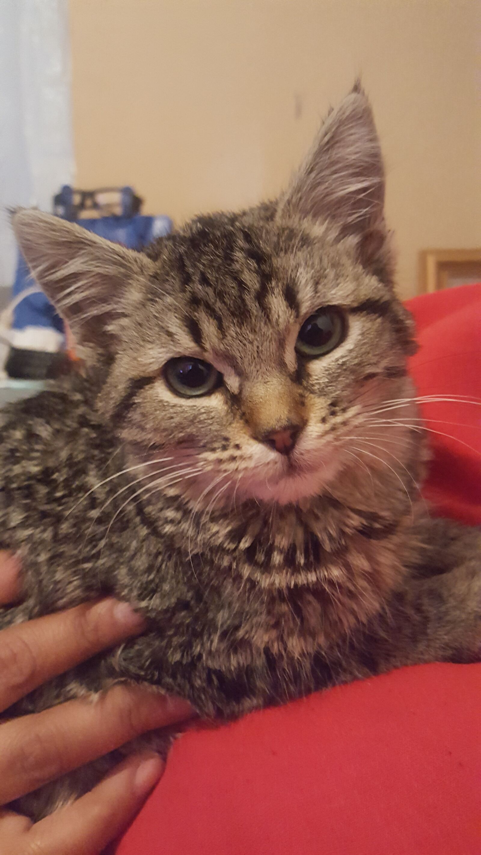 Samsung GALAXY S6 edge sample photo. Gato, gatita, gatito photography