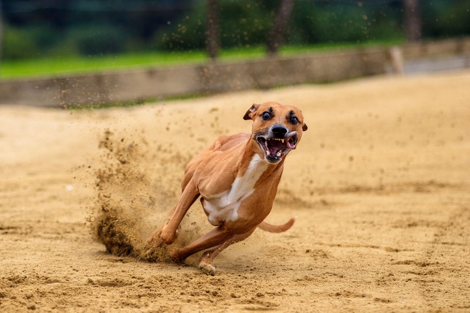 Canon EOS 80D sample photo. Dog, dog racing, animal photography