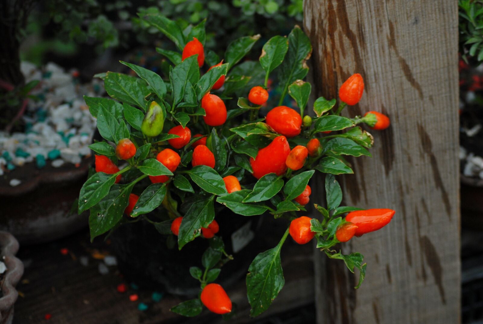 Nikon D200 sample photo. Chile, flower, tree photography