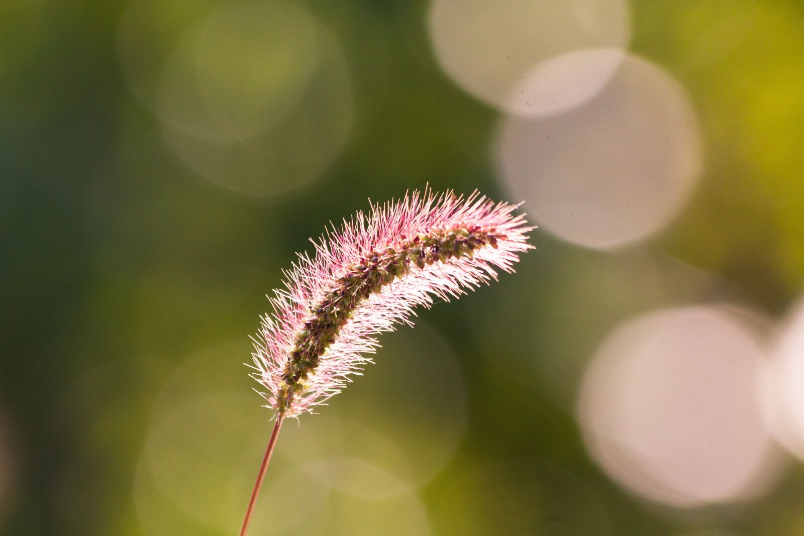Canon EOS 50D sample photo. Spike, awns, grass photography