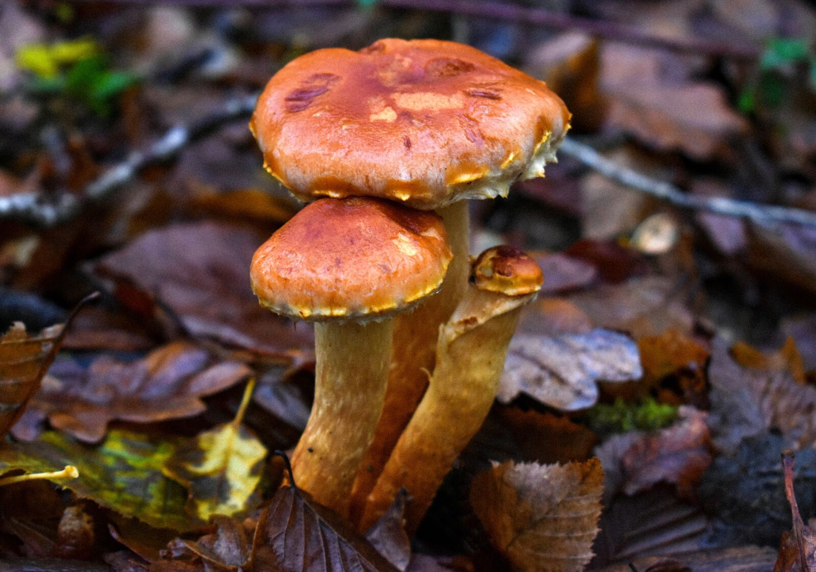 Nikon D5600 sample photo. Fungus, forest, orange photography