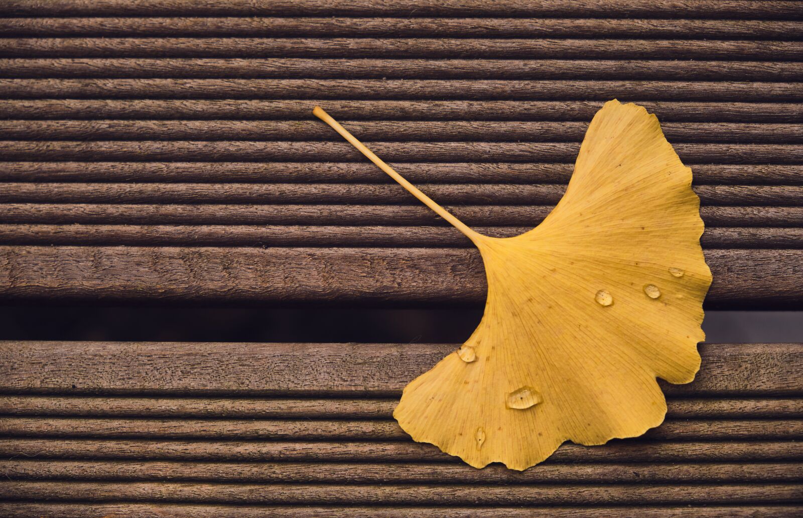 Fujifilm XF 18-55mm F2.8-4 R LM OIS sample photo. Ginkgo, leaf, terrace board photography