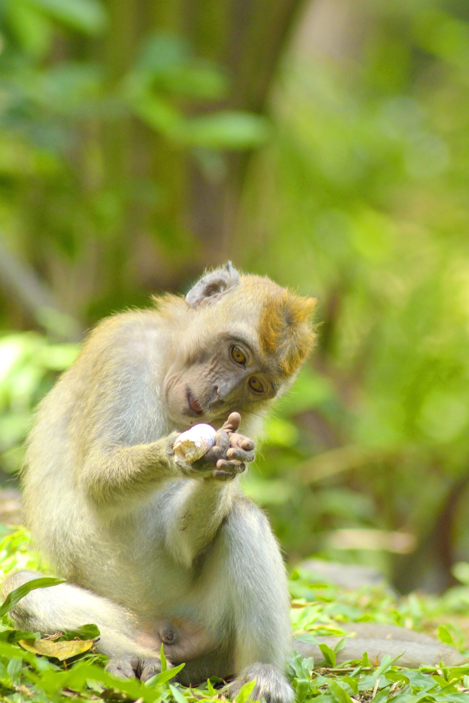 Nikon D5300 sample photo. Monkey, animal, love photography