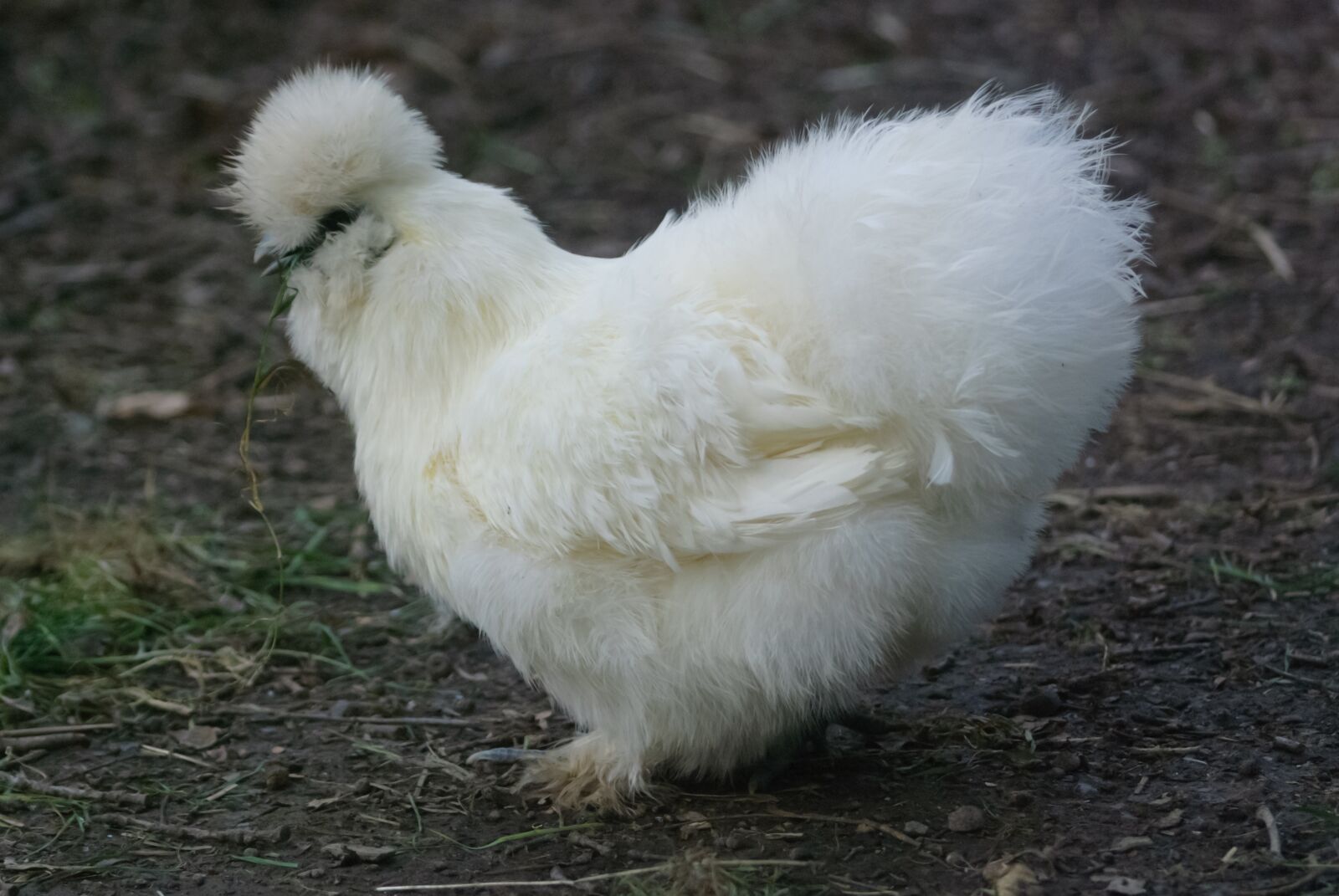 Nikon D80 sample photo. Pen, backyard, hen photography