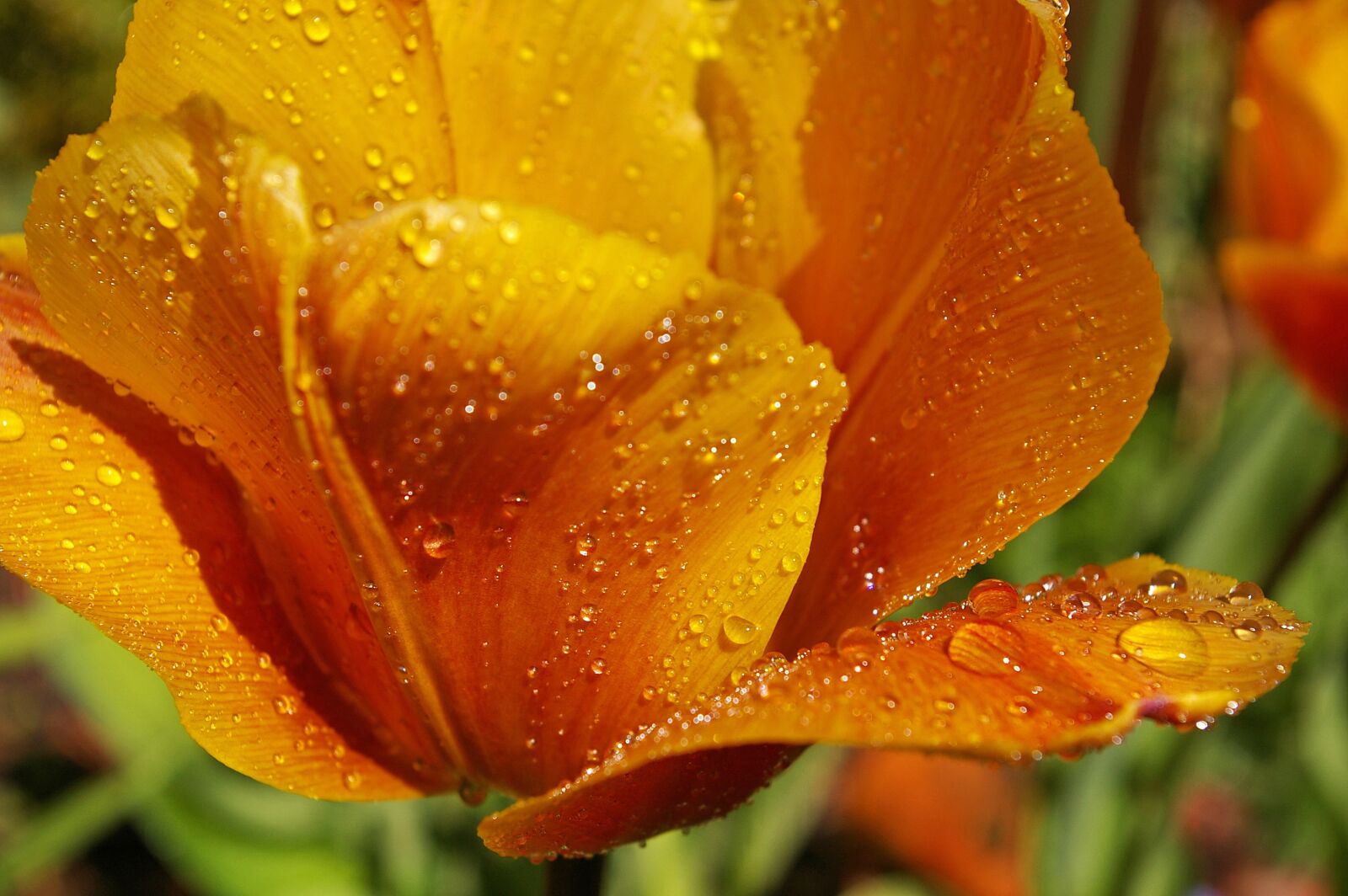 Pentax *ist DL2 sample photo. Yellow tumor, orange tulip photography