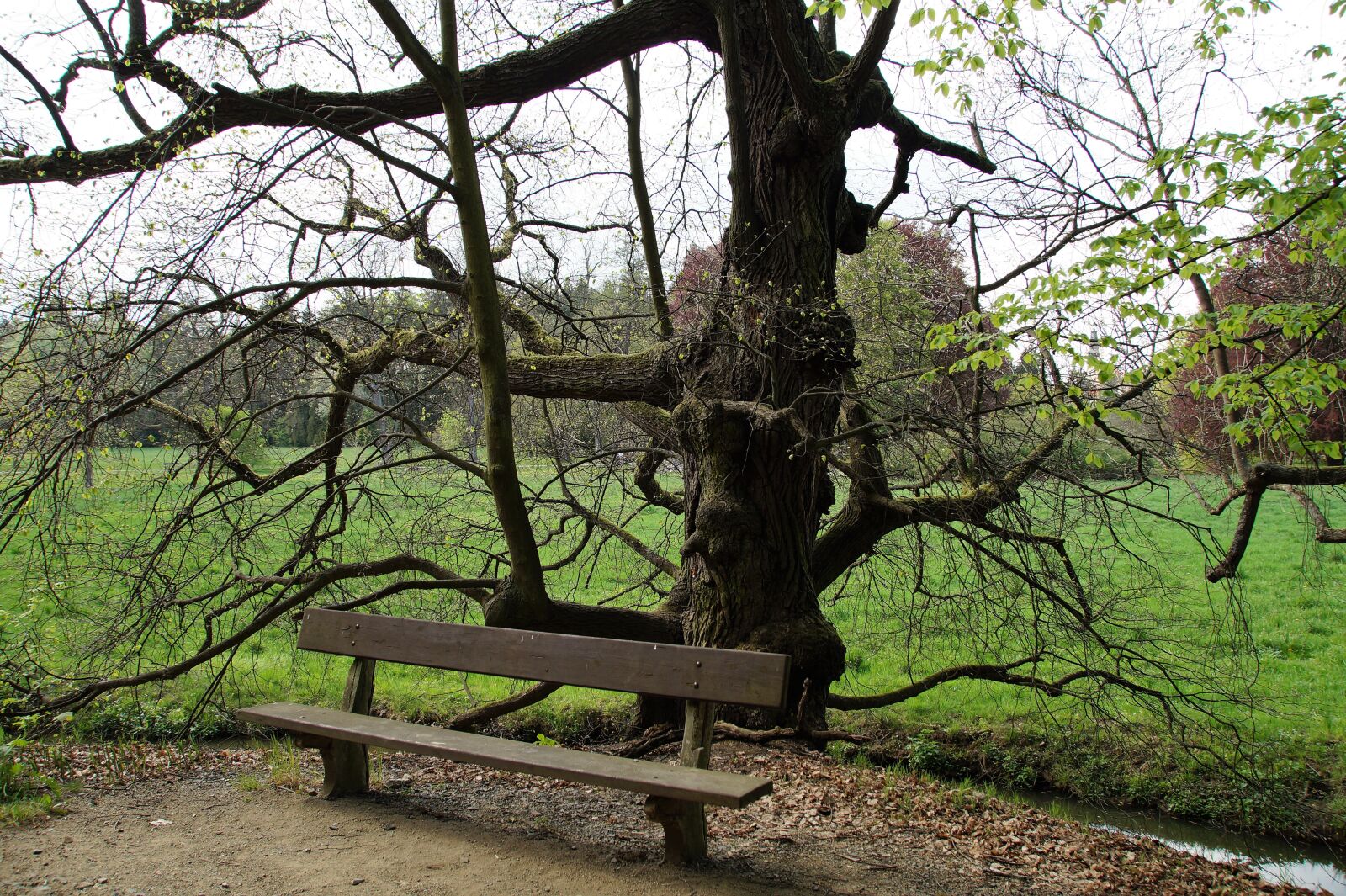 Sony SLT-A58 sample photo. Bench, park, seating photography