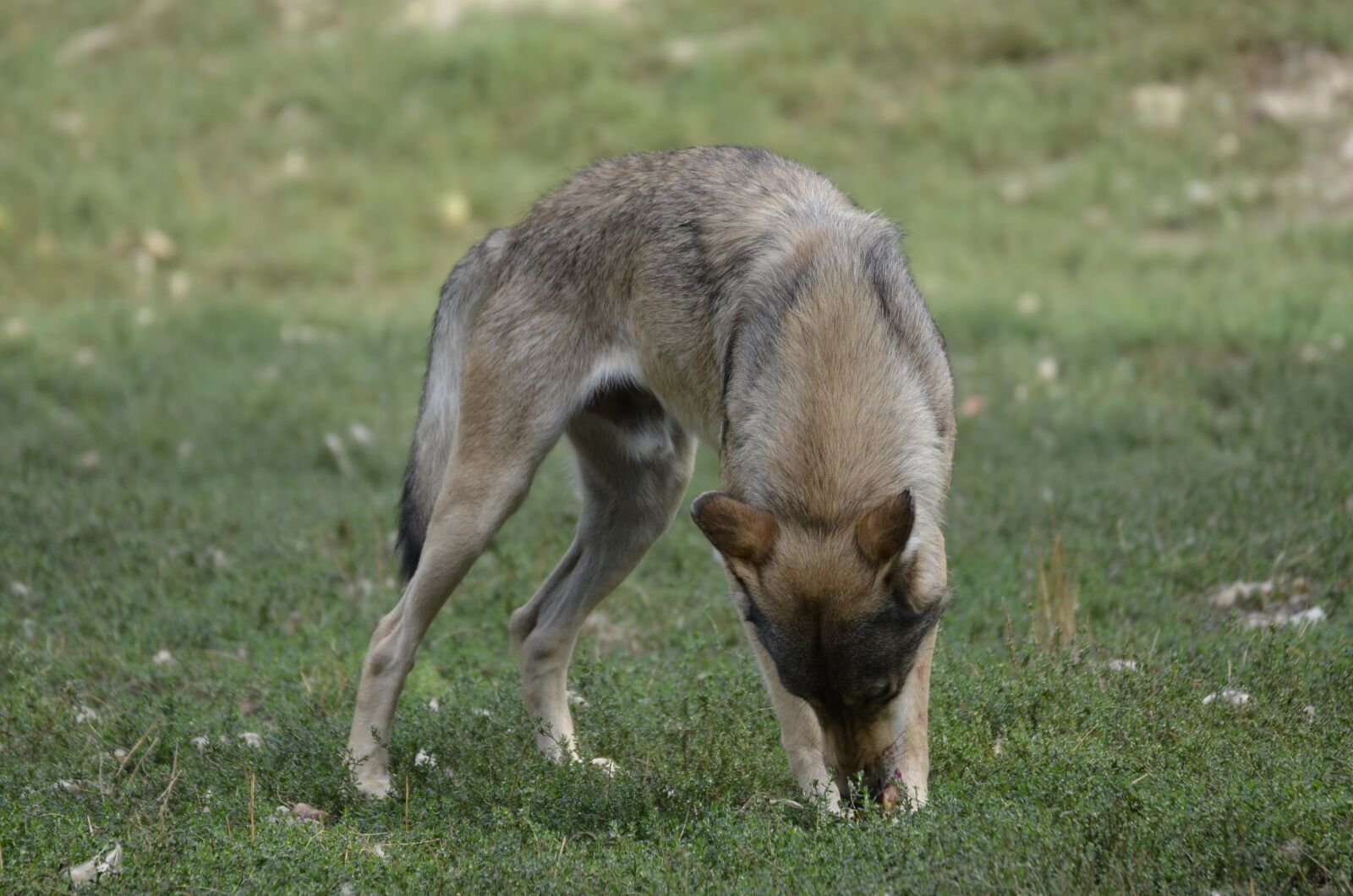 Nikon D5100 sample photo. Wolf, pack, predator photography