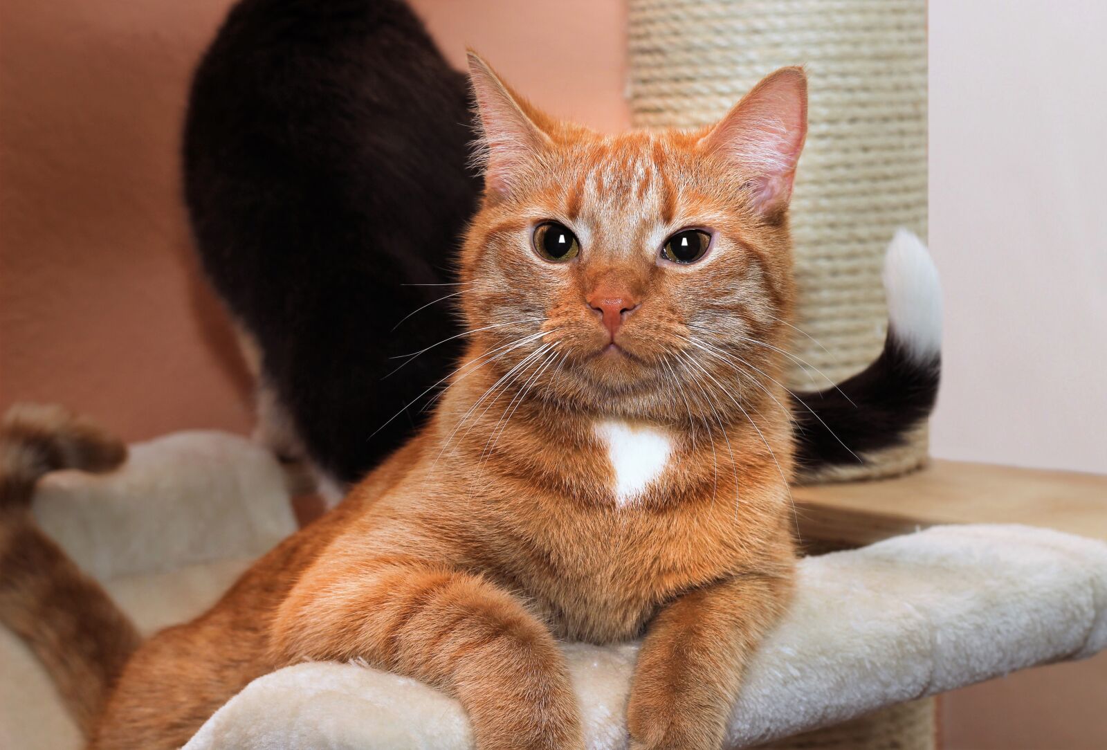 Canon EOS 600D (Rebel EOS T3i / EOS Kiss X5) + Canon EF 50mm F1.8 II sample photo. Cat, domestic cat, red photography