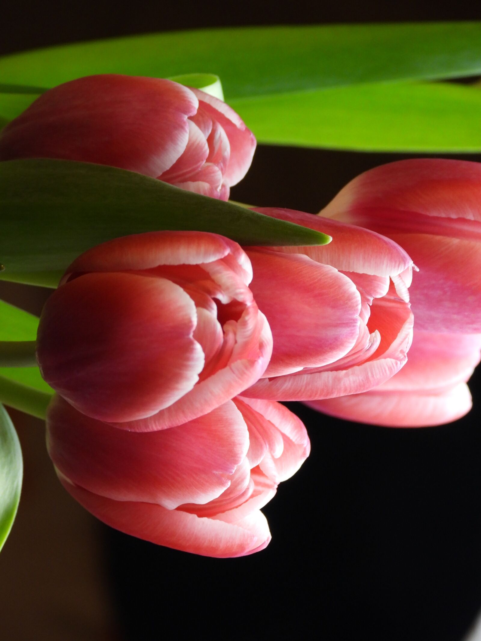 Nikon Coolpix P1000 sample photo. Tulips, flowers, spring photography
