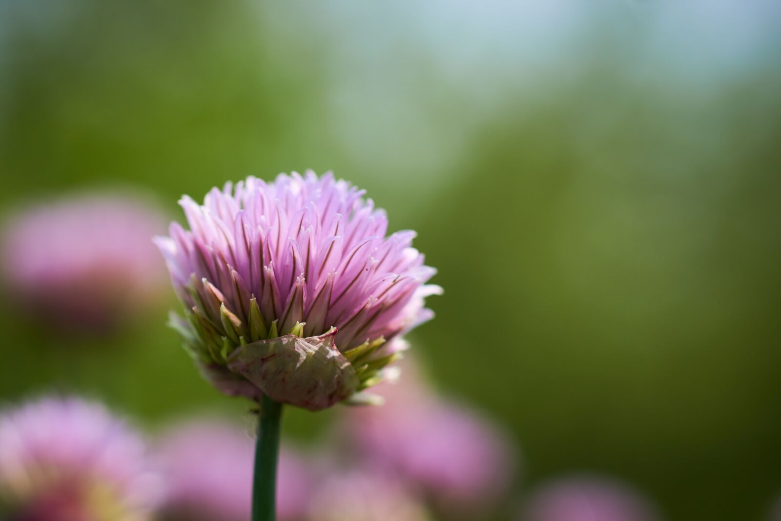 Sony SLT-A77 sample photo. Chives, flower, blossom photography