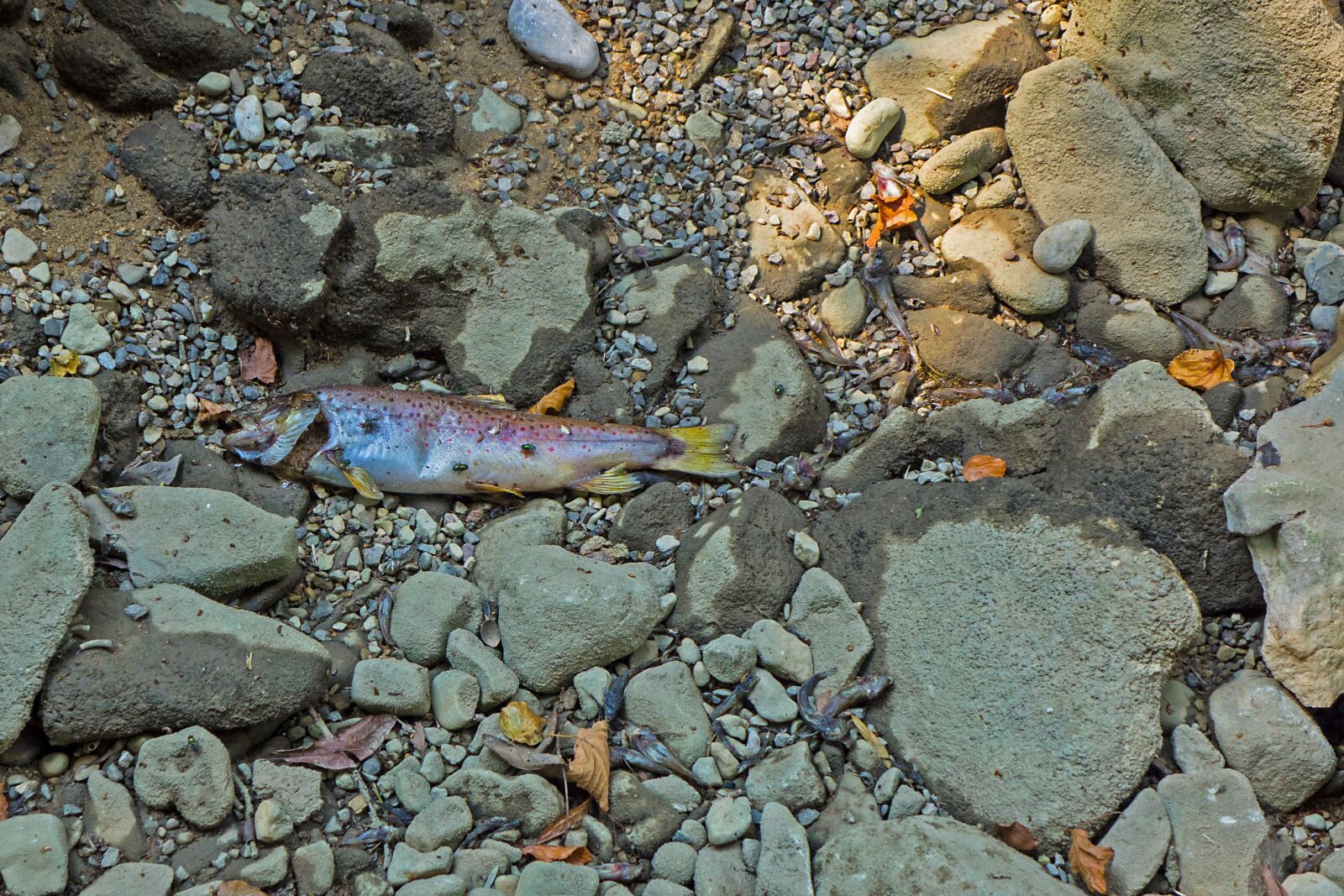 24-200mm F2.8 sample photo. Drought, lack of water photography