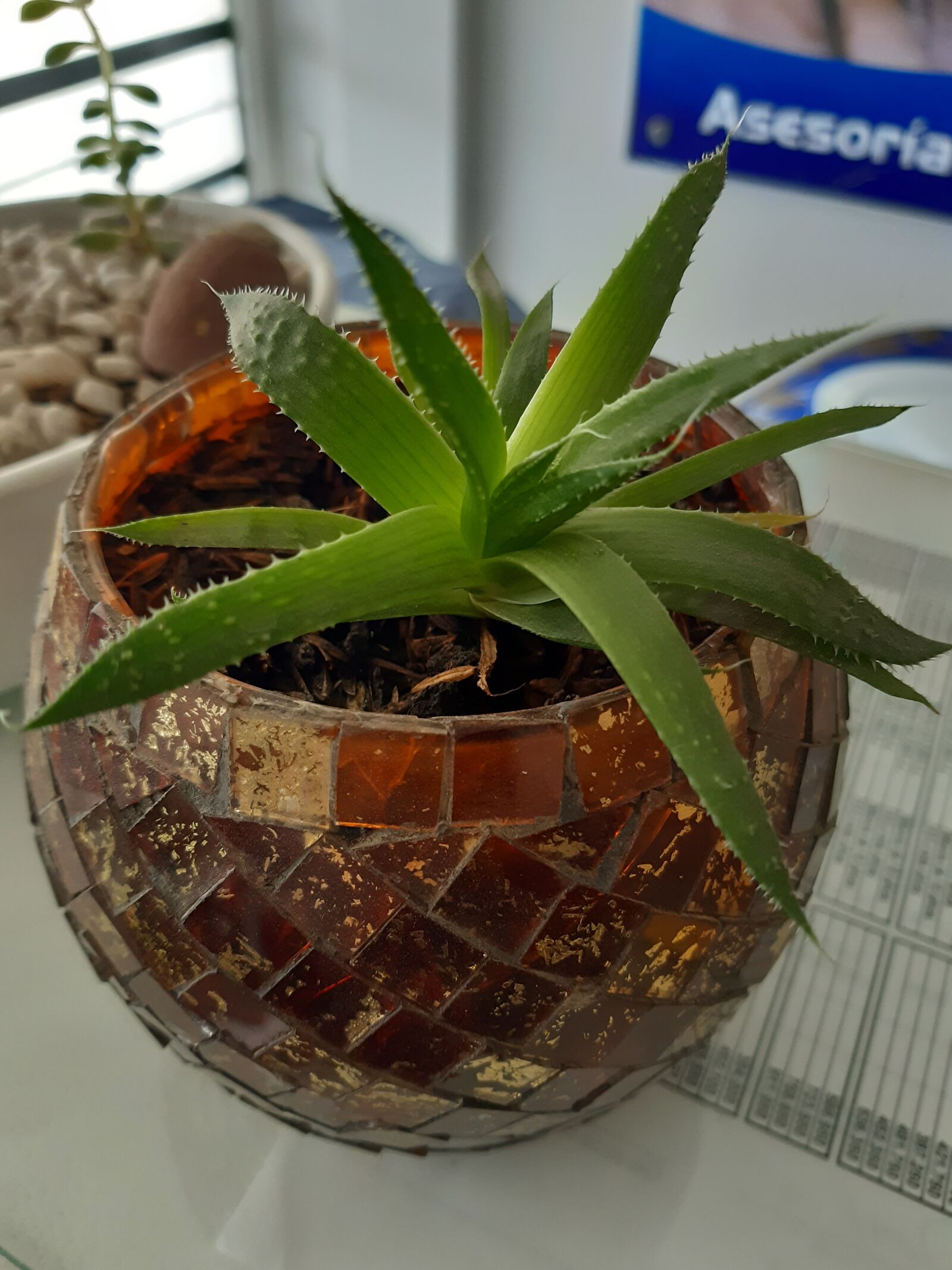 Samsung Galaxy A30 sample photo. Succulent plant, miniature plant photography