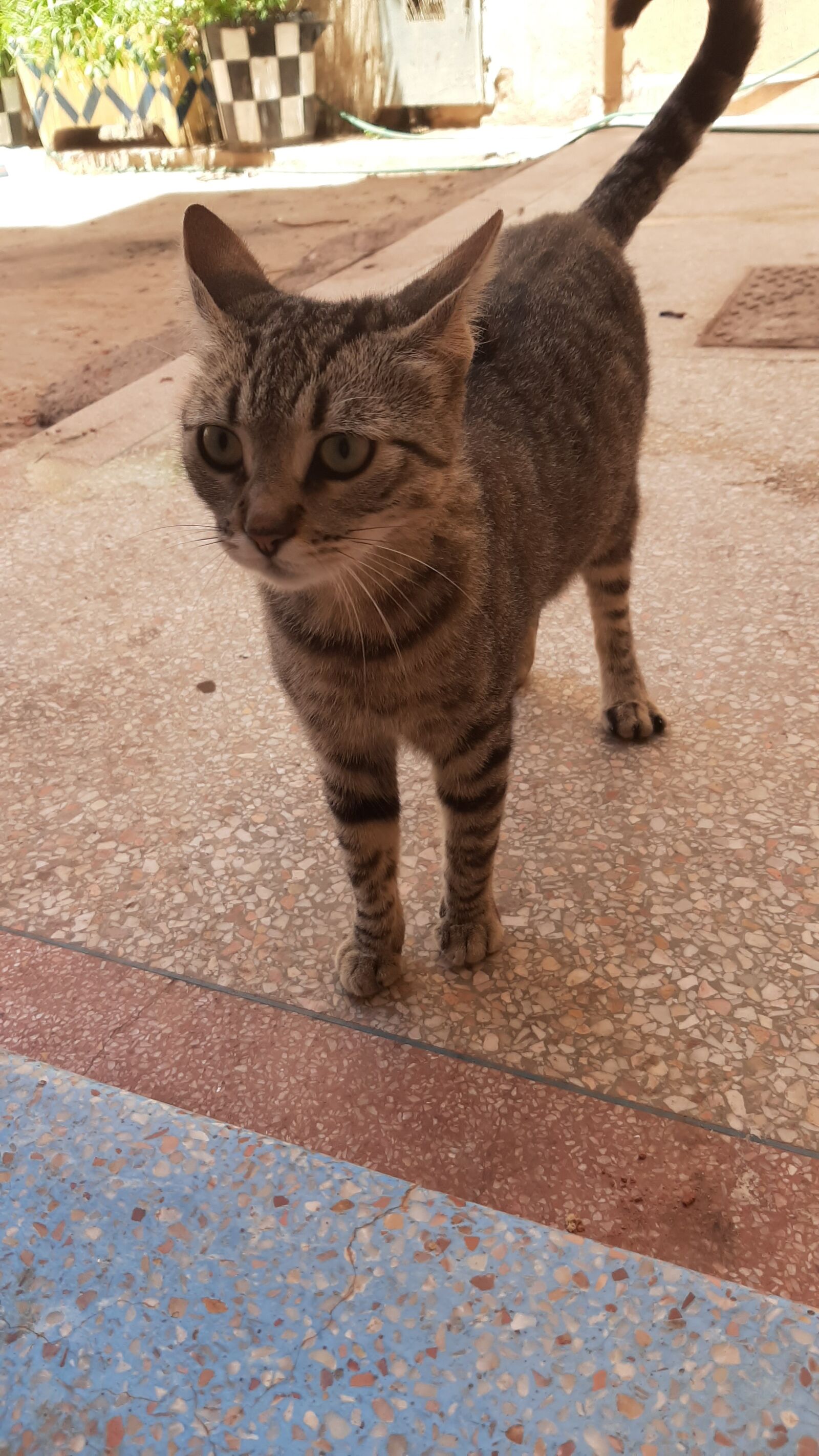Samsung Galaxy A50 sample photo. Cat, street cat, chat photography