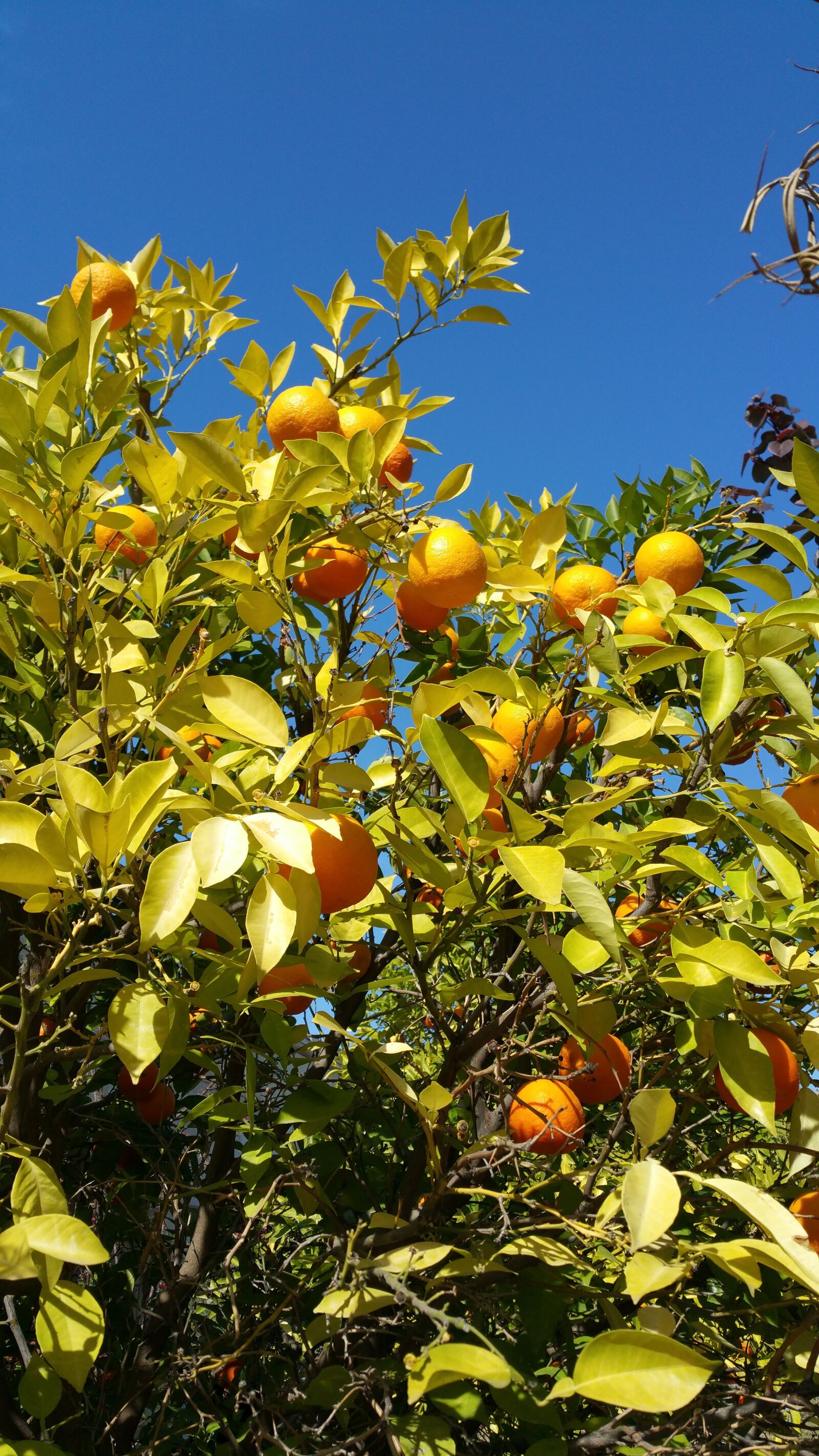 Samsung Galaxy Note4 sample photo. Orange, tree, citrus photography
