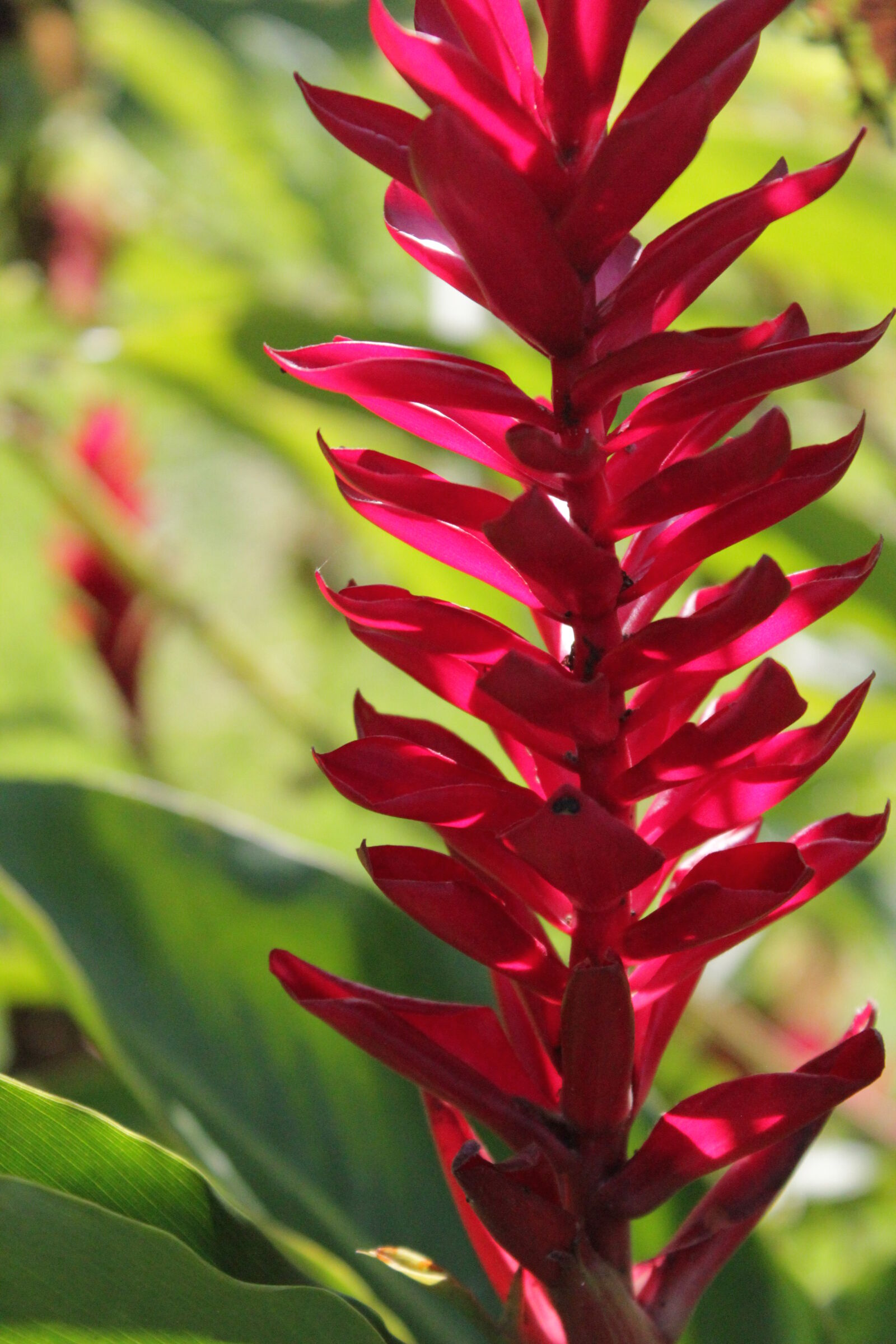 Canon EOS 550D (EOS Rebel T2i / EOS Kiss X4) sample photo. Nature, plant, red photography