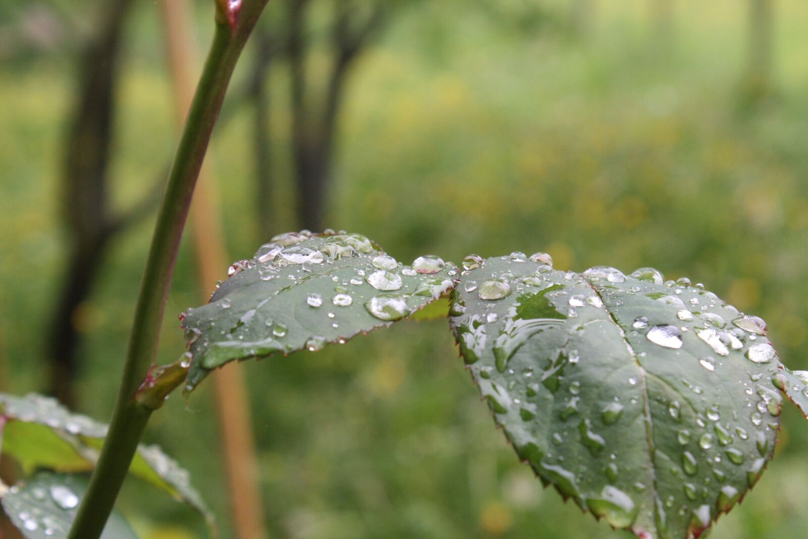 Canon EOS 1000D (EOS Digital Rebel XS / EOS Kiss F) sample photo. Rosenblatt, nature, rain photography
