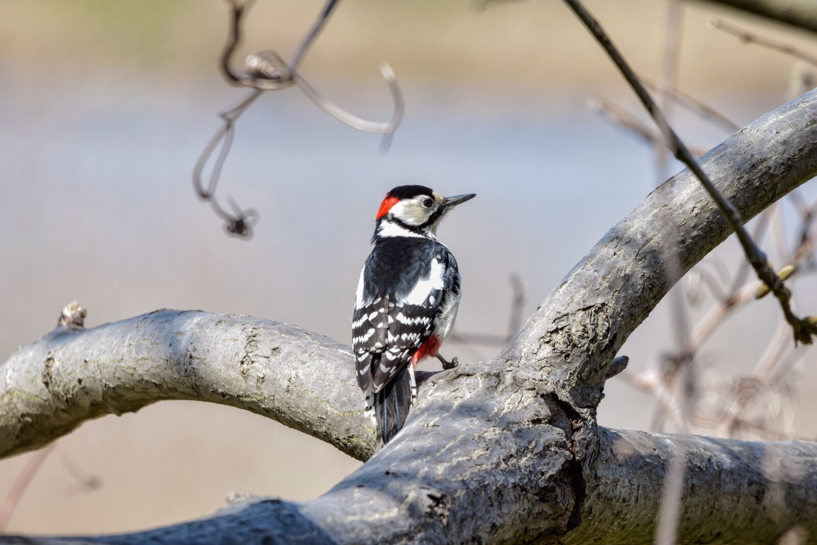Nikon D7200 sample photo. Animal, forest, wood photography