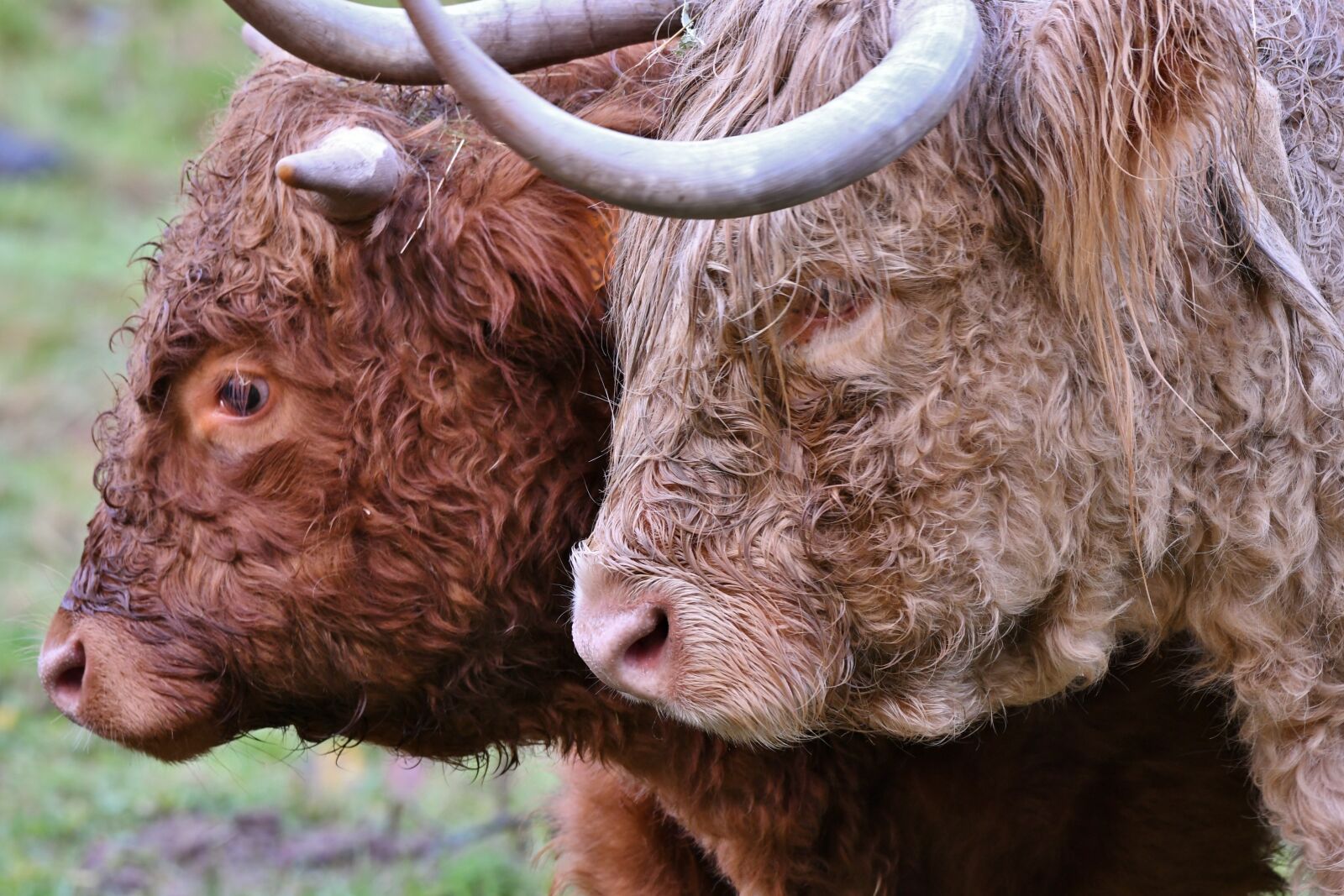 Nikon D500 sample photo. Cows, mammals, remote access photography