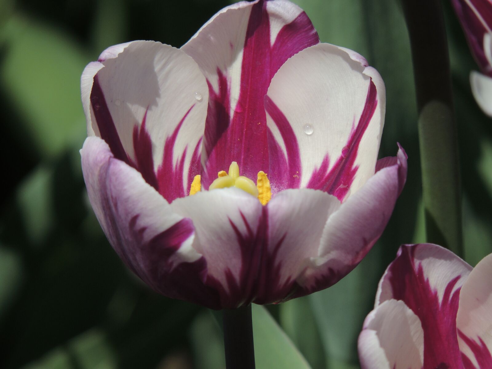 Nikon Coolpix P510 sample photo. Tulip, flower, purple flower photography