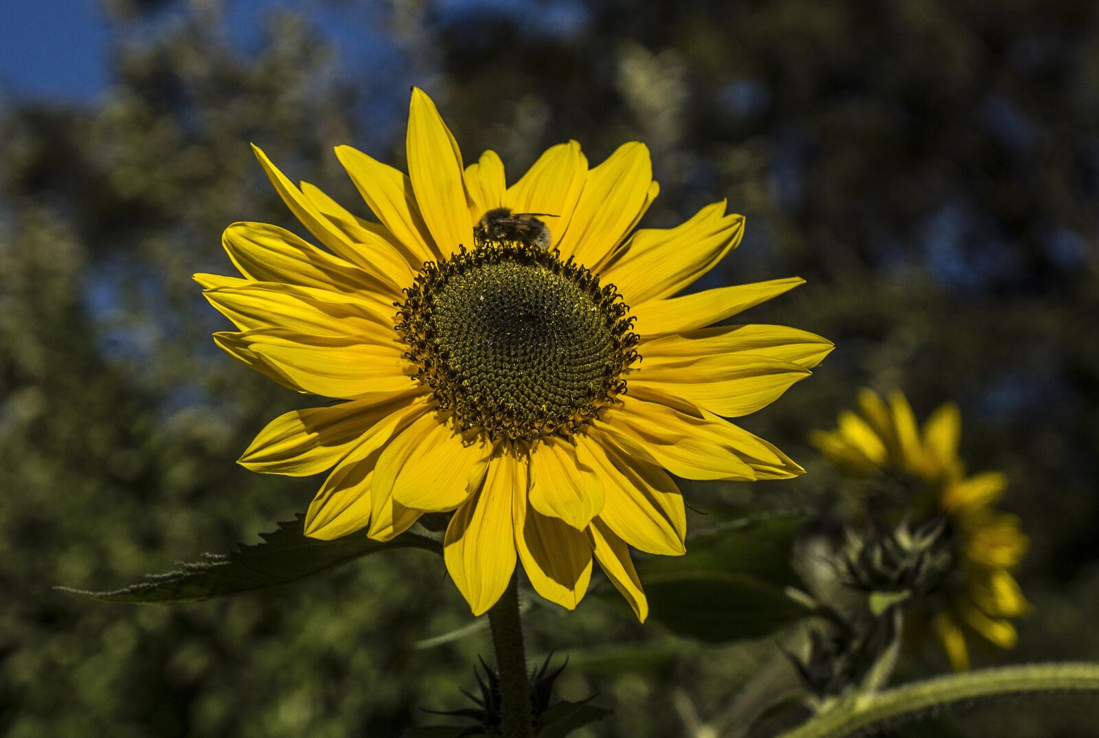 Sony SLT-A77 + Sony DT 16-50mm F2.8 SSM sample photo. Sun, sunflower, hummel photography
