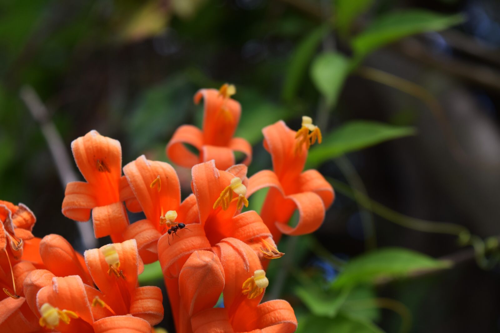 Nikon D3300 sample photo. Honeysuckle, ant, orange photography