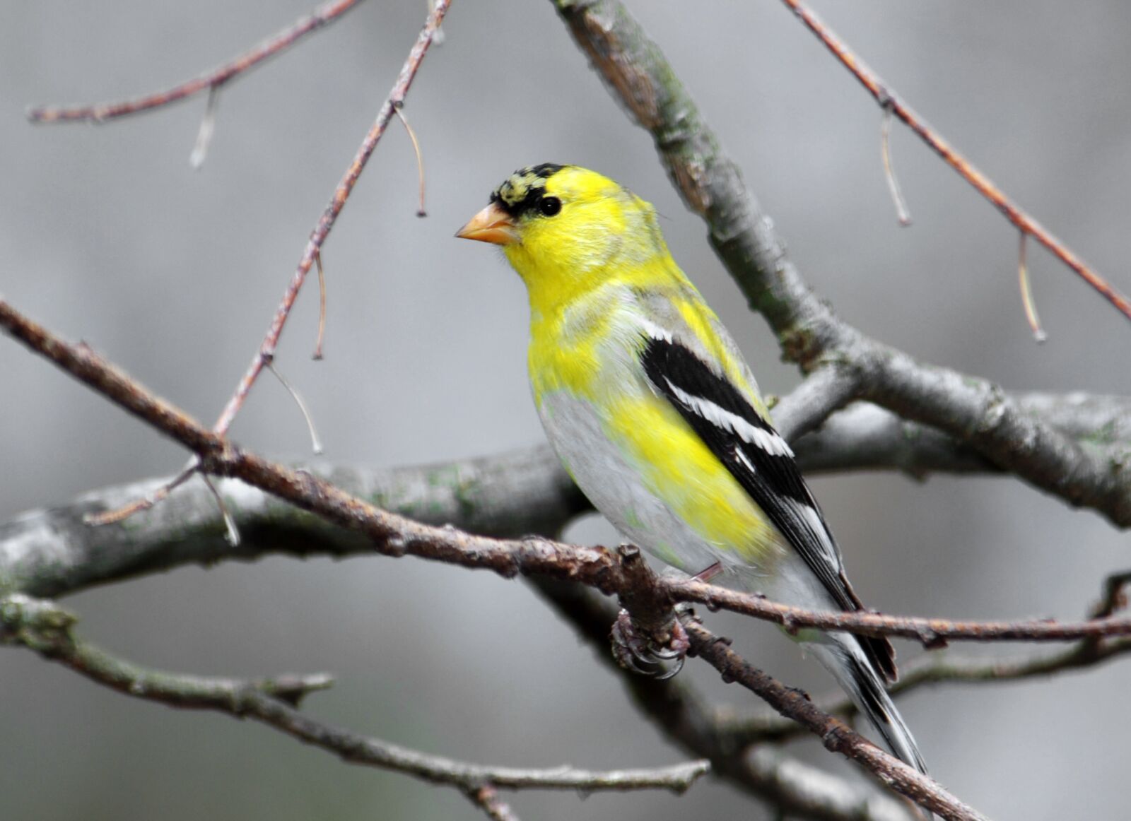 Nikon D80 sample photo. Goldfinch, bird, male photography