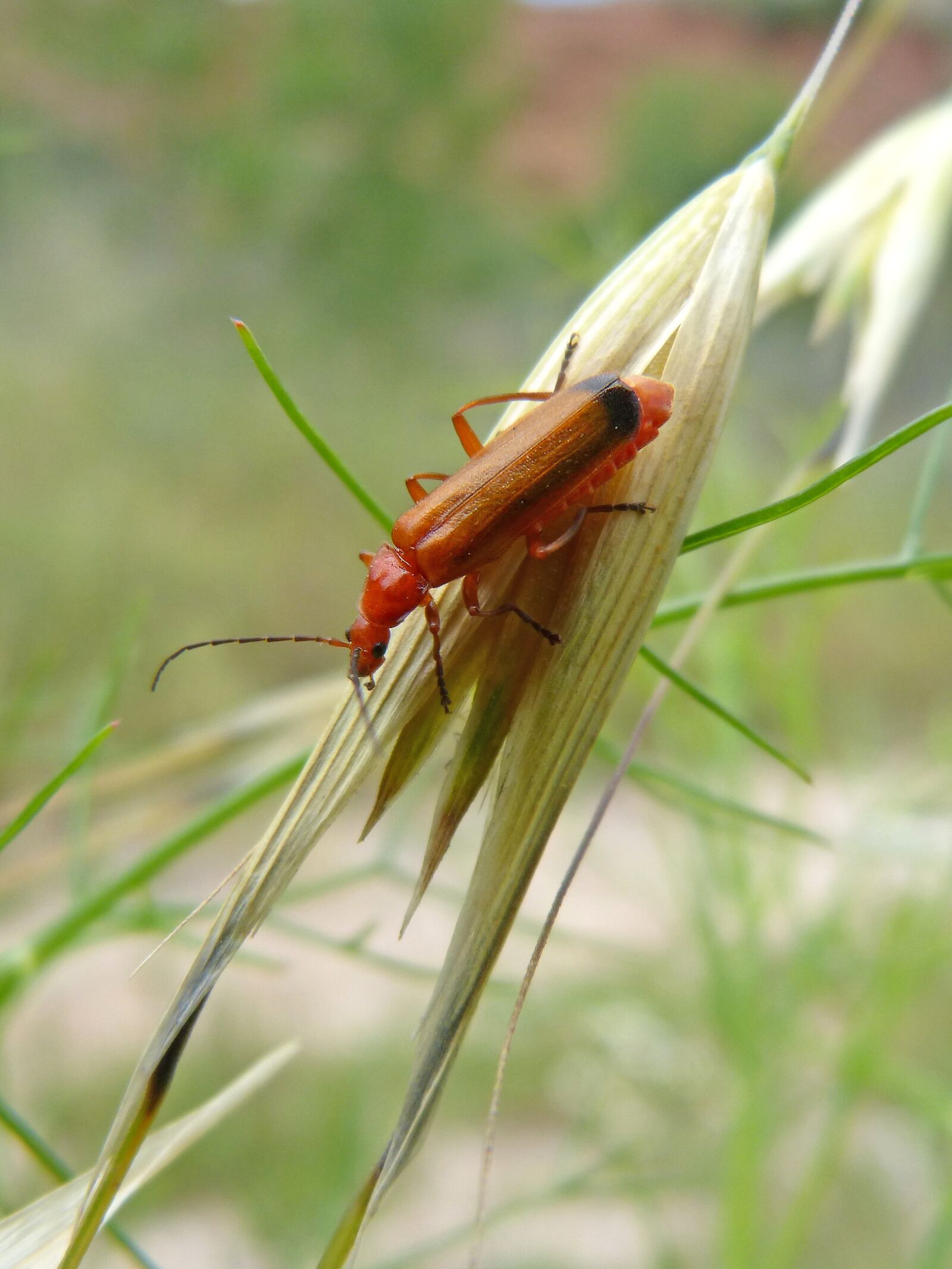 Panasonic DMC-FZ62 sample photo. Weevil, orange beetle, coleoptera photography