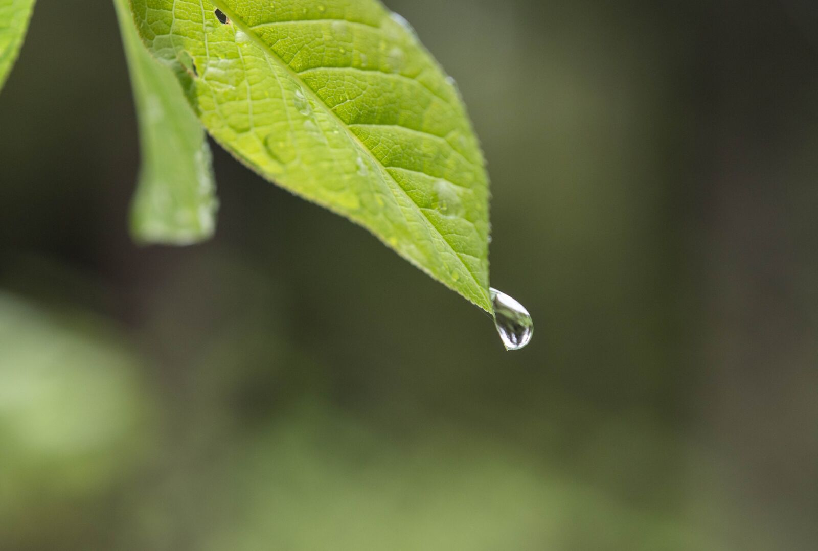 Canon EOS 6D Mark II sample photo. Leaf, drip, water photography
