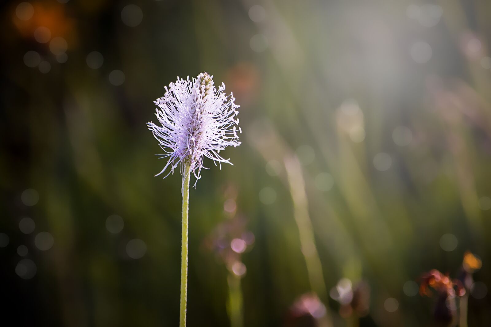 Nikon D7100 sample photo. Plantain, blossom, bloom photography