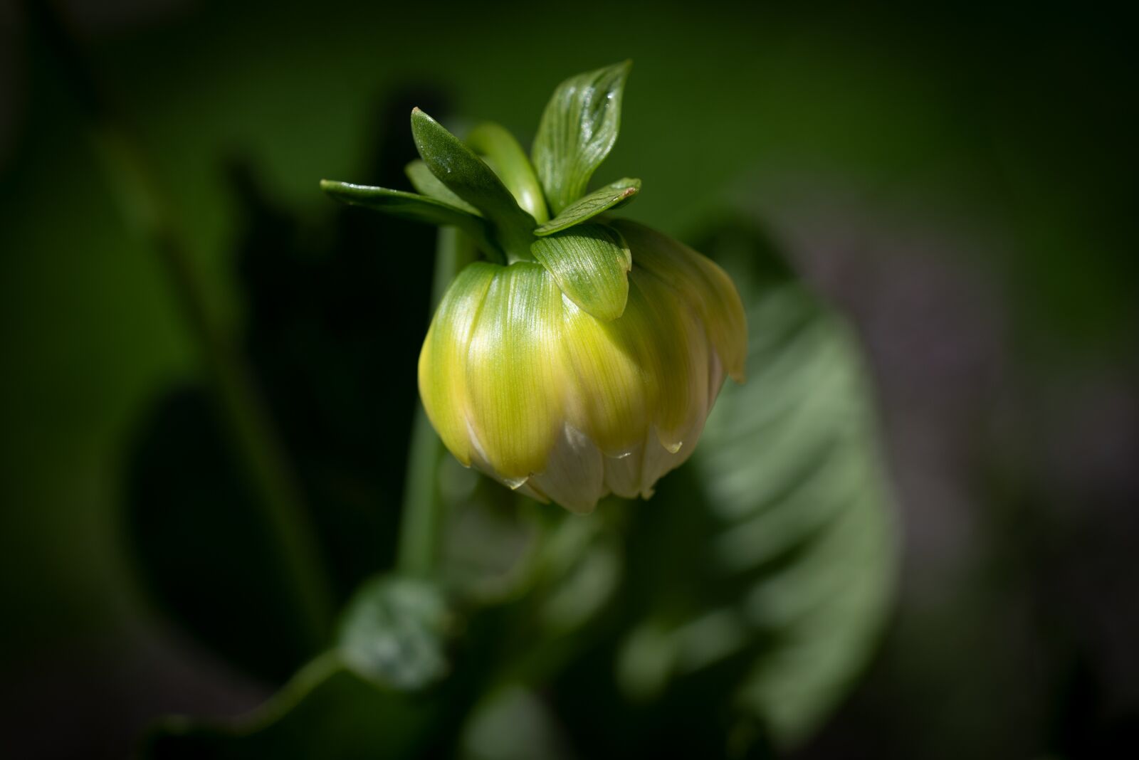 Nikon D750 sample photo. Bud, flower, green photography