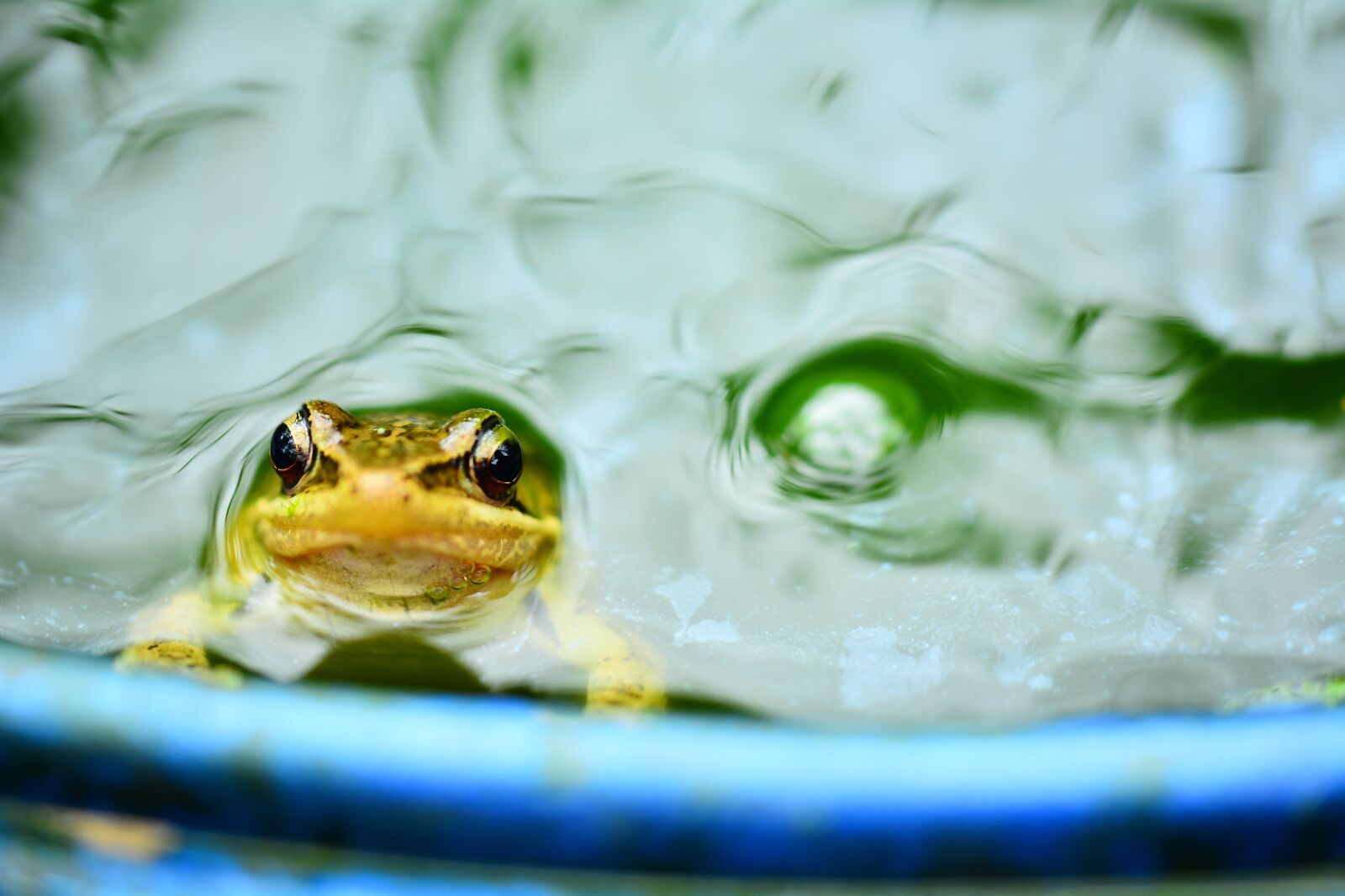 Nikon D5200 sample photo. Quentin chong, frog, the photography