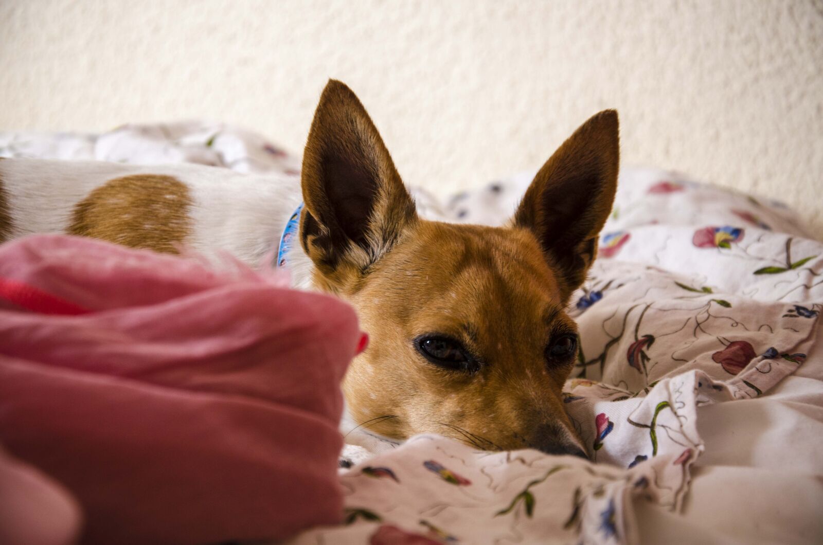 Nikon D7000 sample photo. Dogs, animals, dog photography