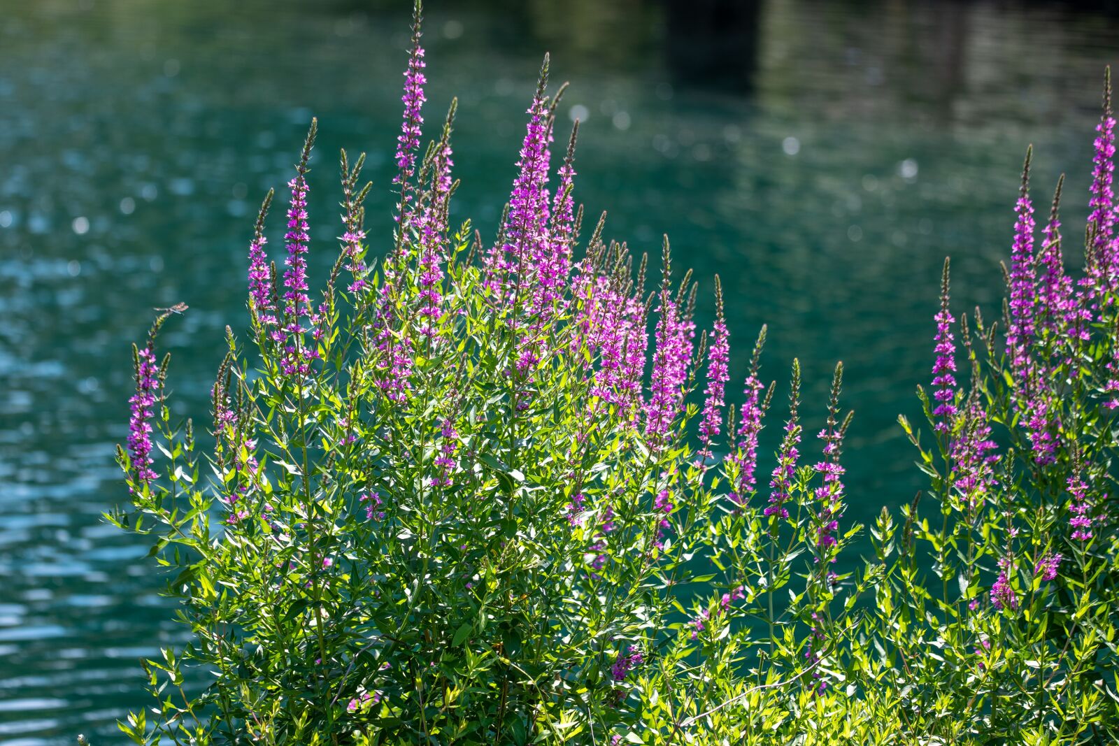 Nikon D850 sample photo. Flowers, purple flowers, purple photography