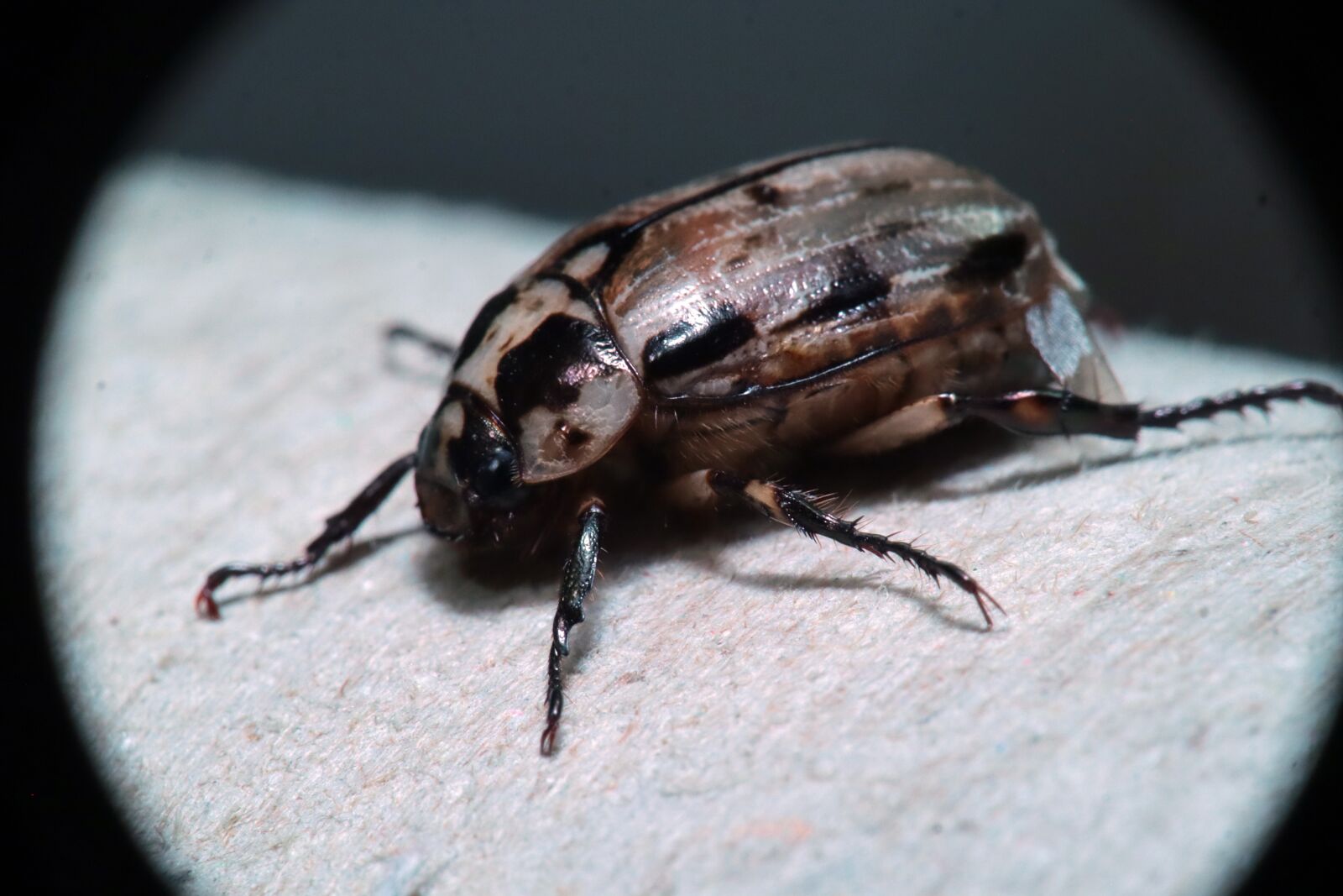 Canon EOS M50 (EOS Kiss M) sample photo. Insects, garden, nature photography