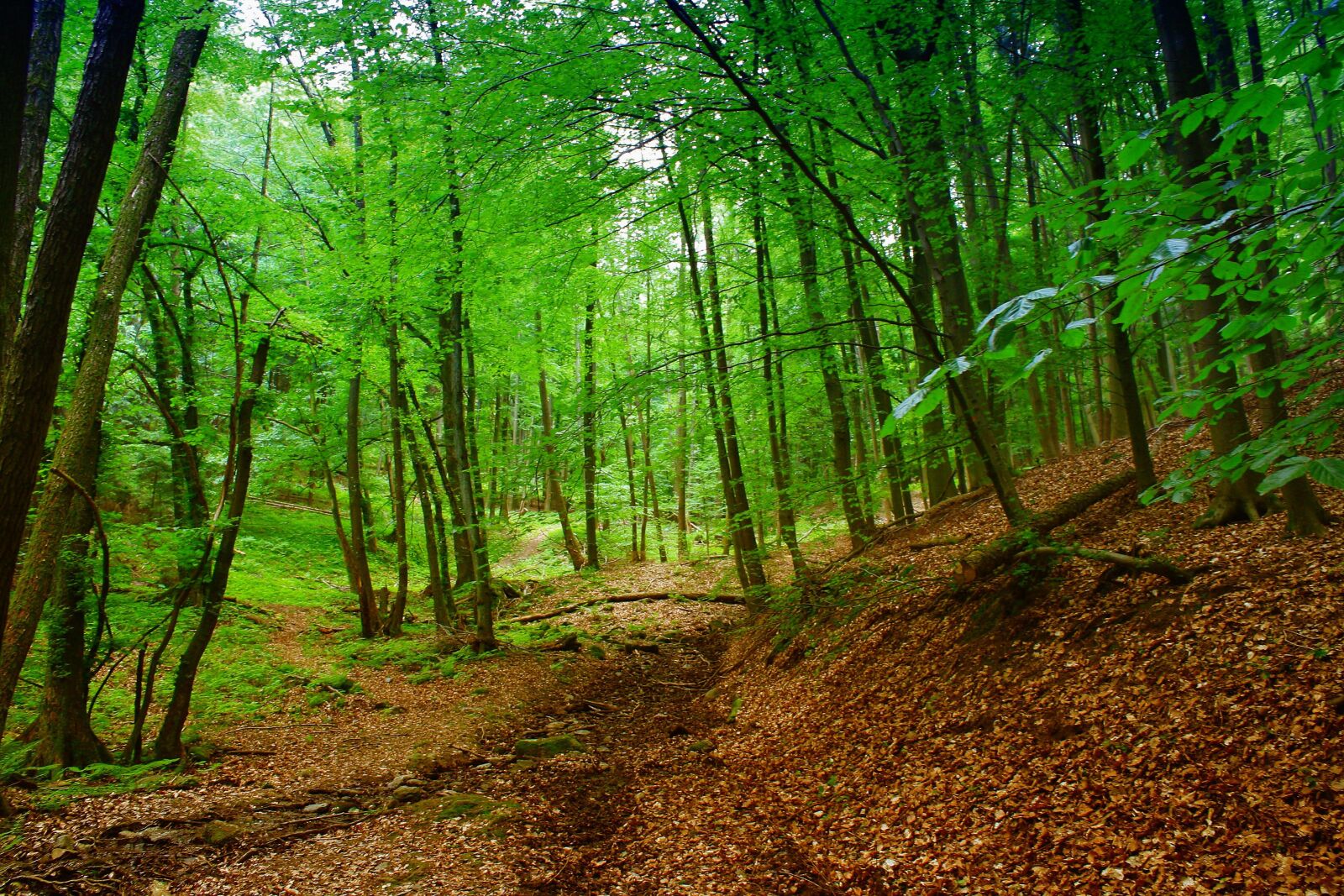 Canon EOS 1000D (EOS Digital Rebel XS / EOS Kiss F) sample photo. Forest, nature, trees photography