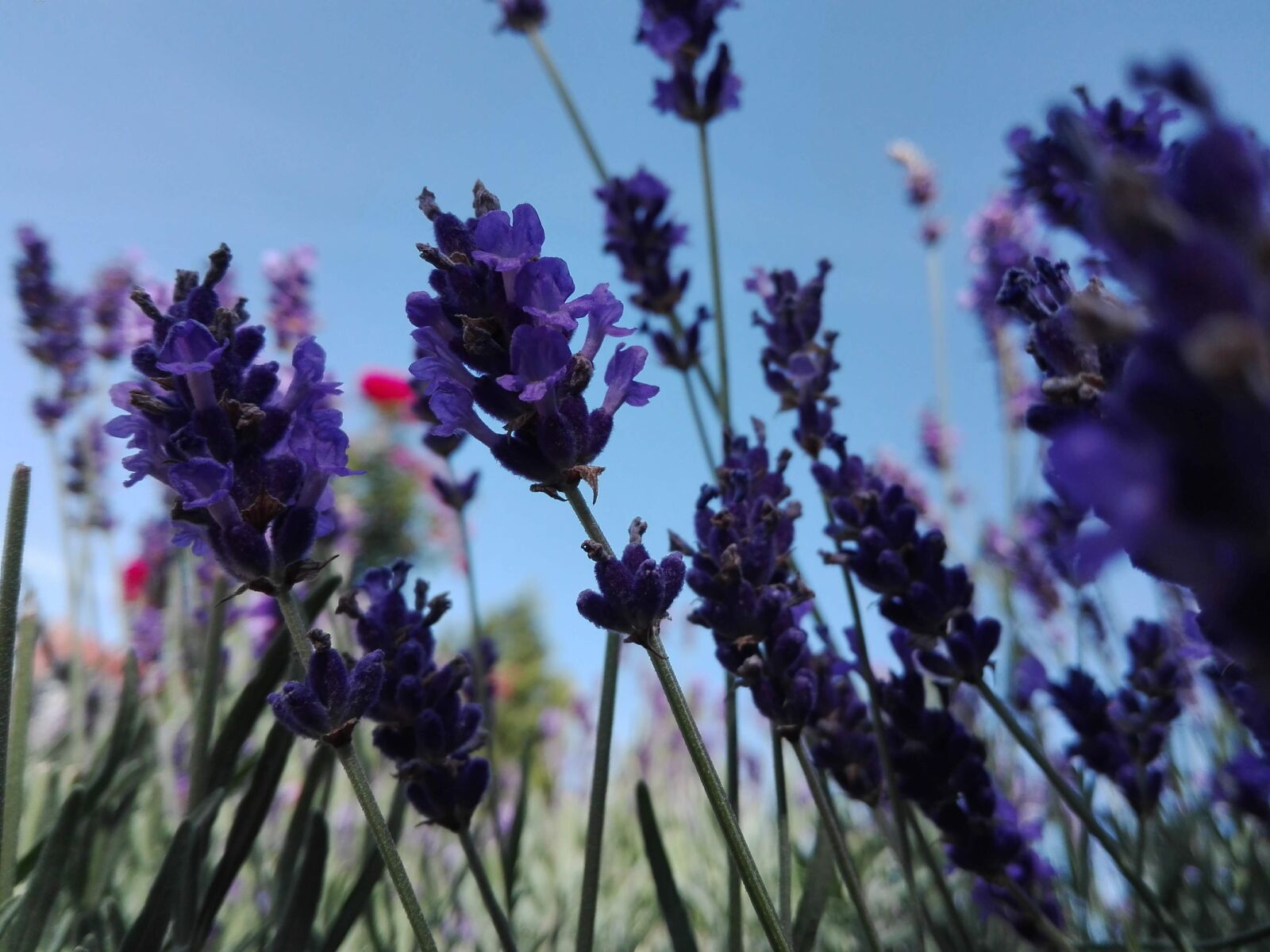 HUAWEI P8 Lite sample photo. Lavender, garden, violet photography
