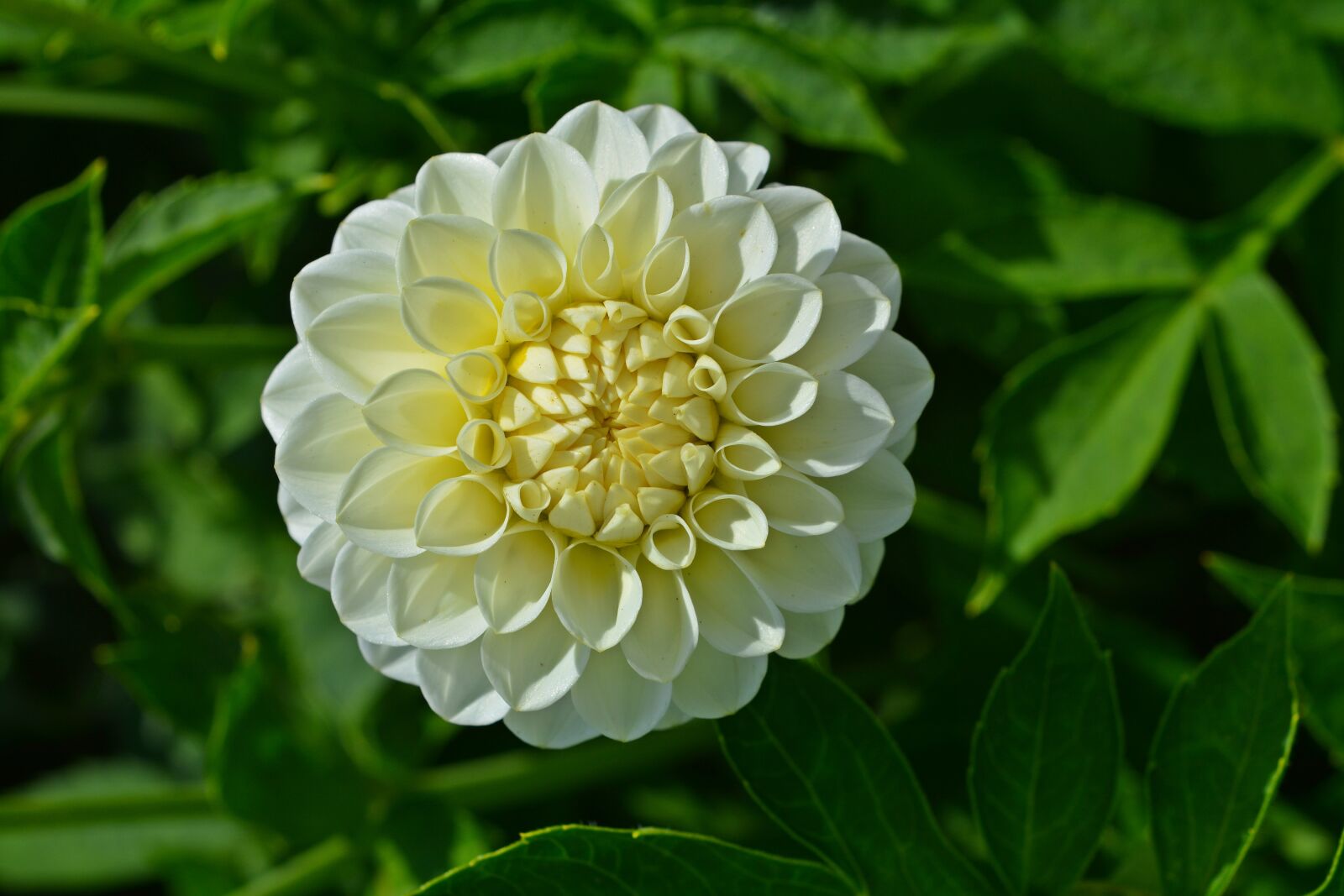 Nikon D5200 sample photo. Dahlia, blossom, bloom photography